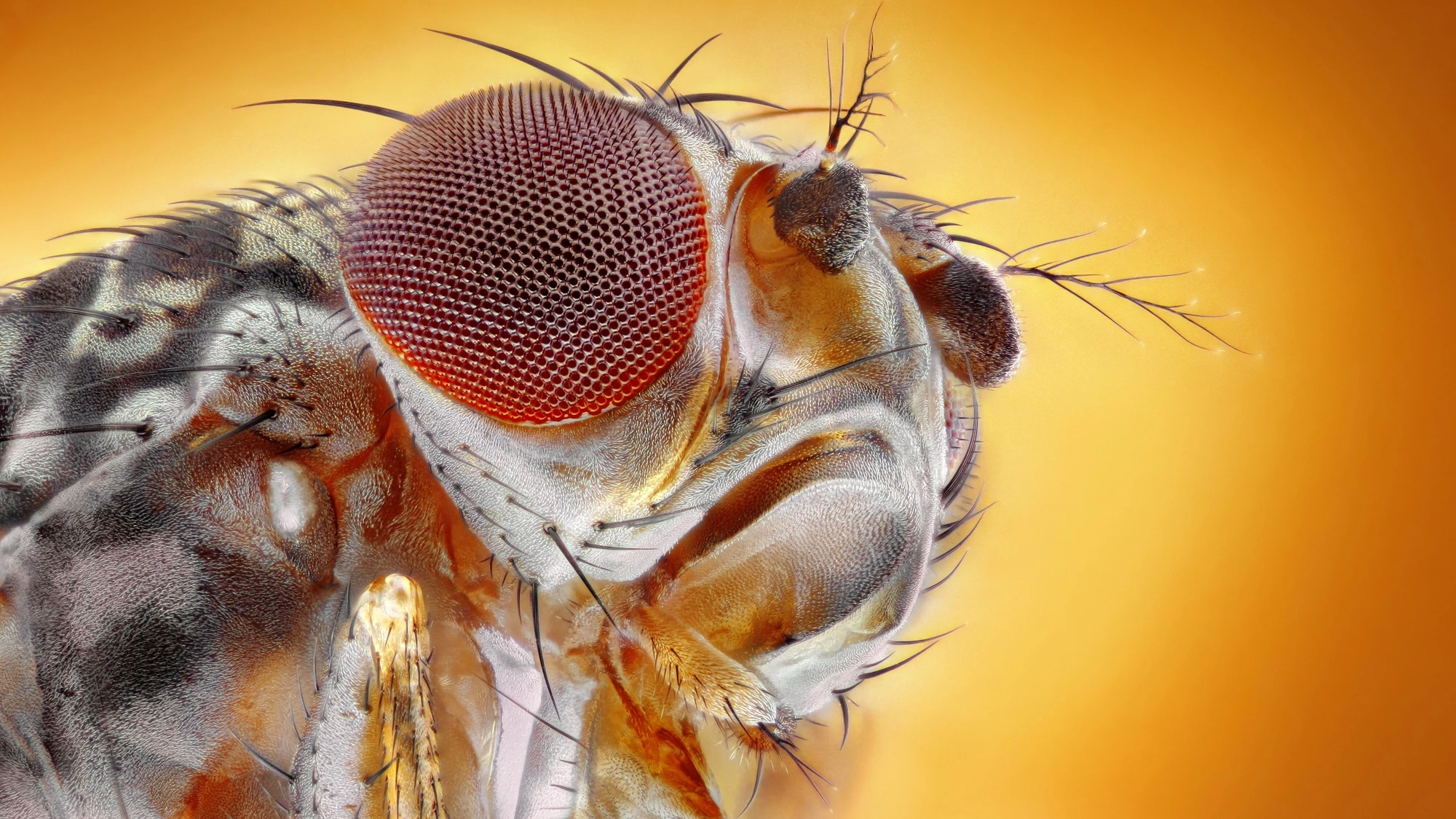 Researchers genetically altered fruit flies to crave cocaine