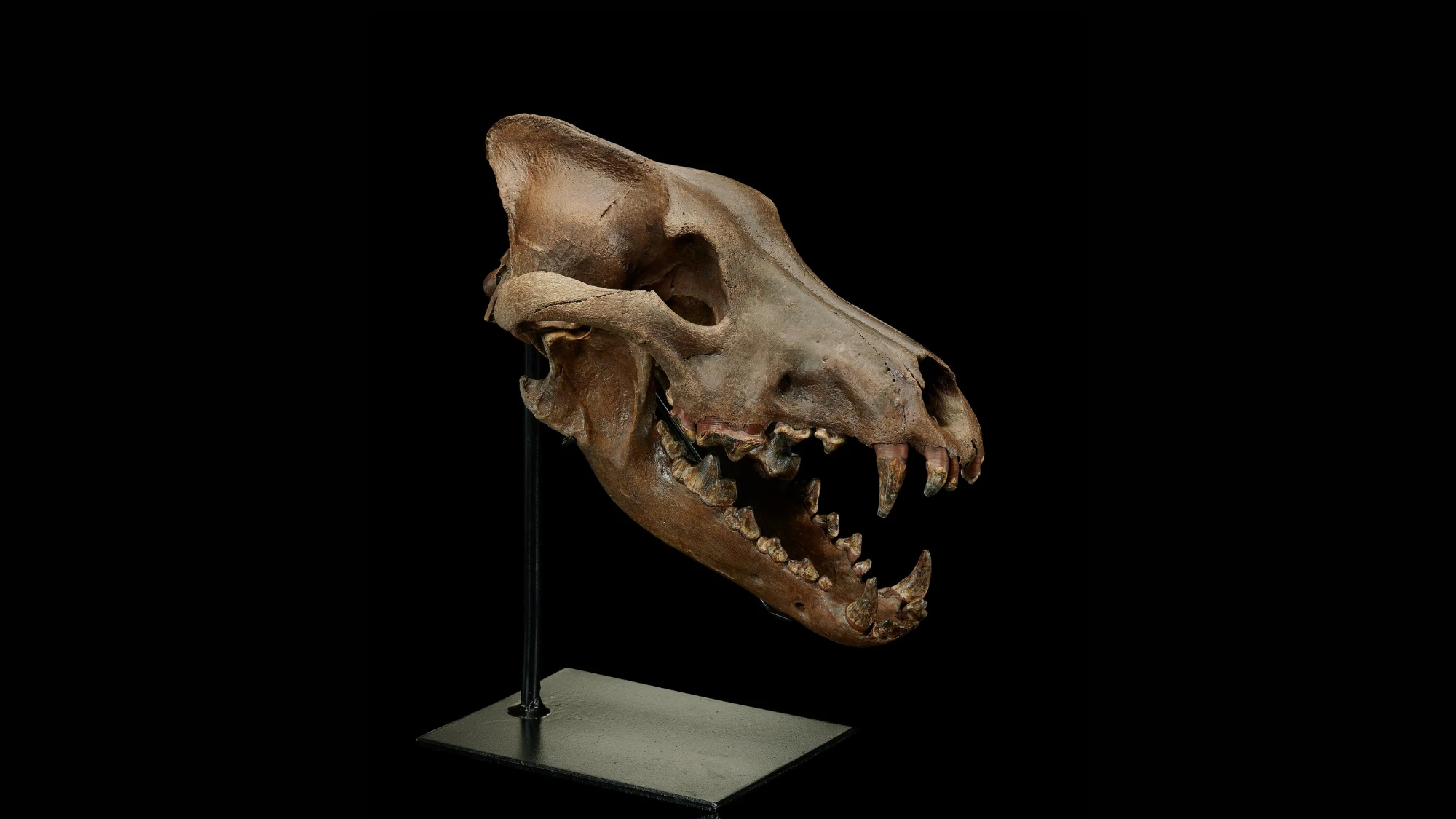Dire wolf skull could fetch over $30,000 at auction