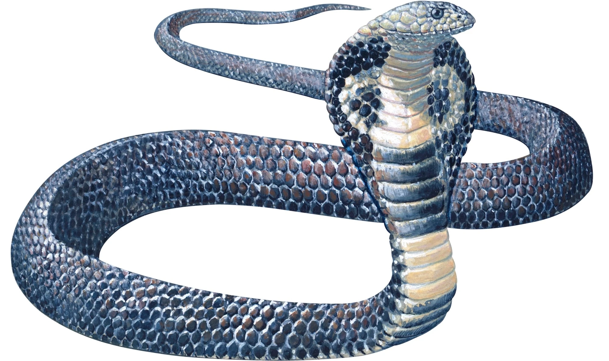It took half a century to solve the mystery of Missouri’s deadly snake panic 