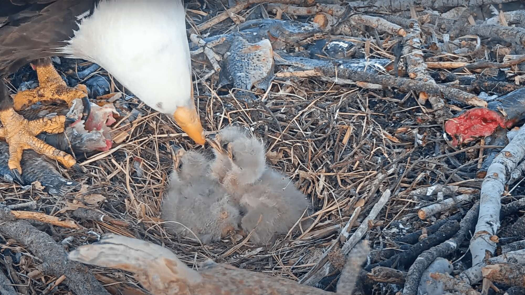 Bald eagle live cam team shares what’s next for the 3 eaglets