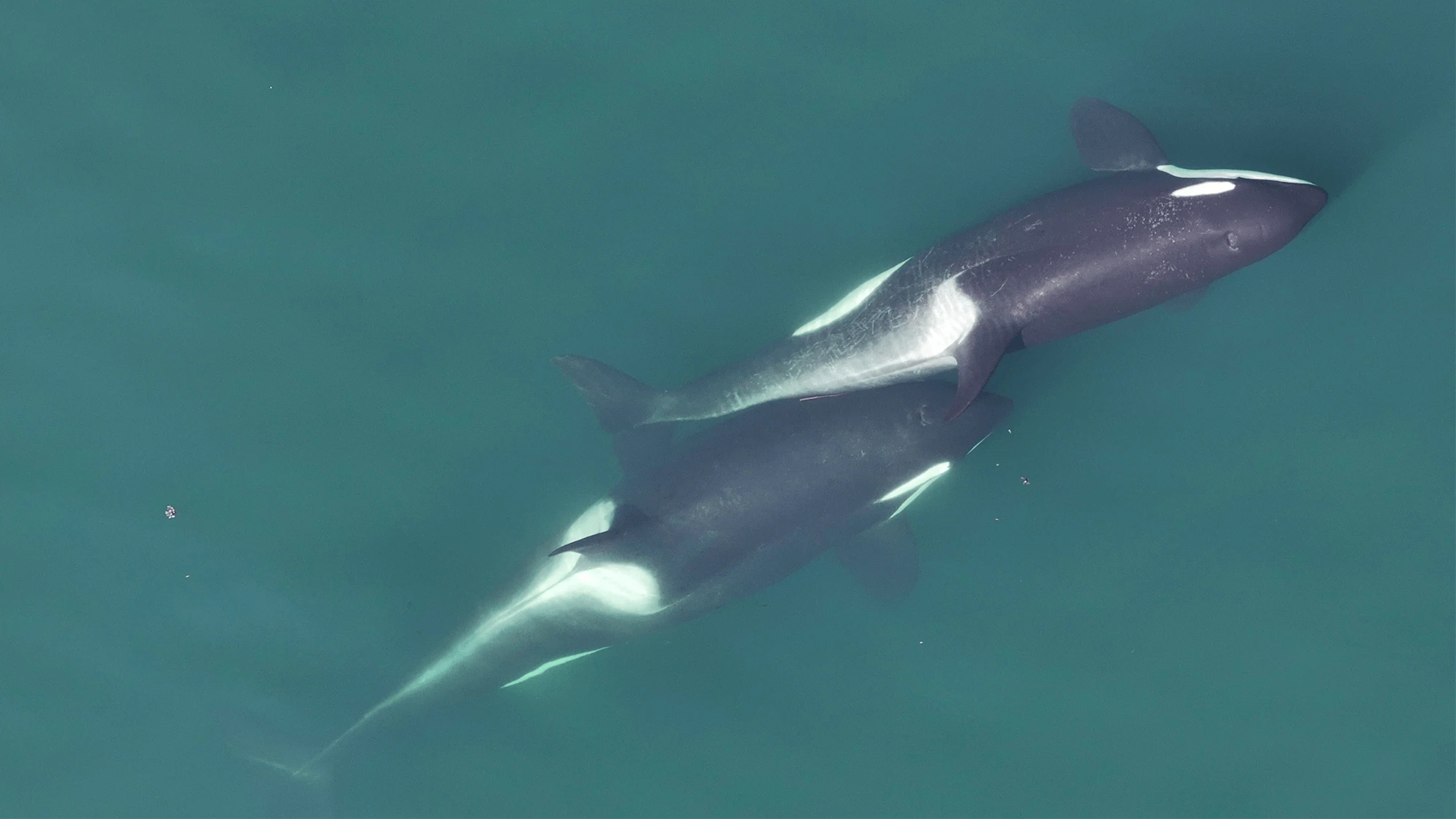 Orcas spotted using seaweed to groom each other