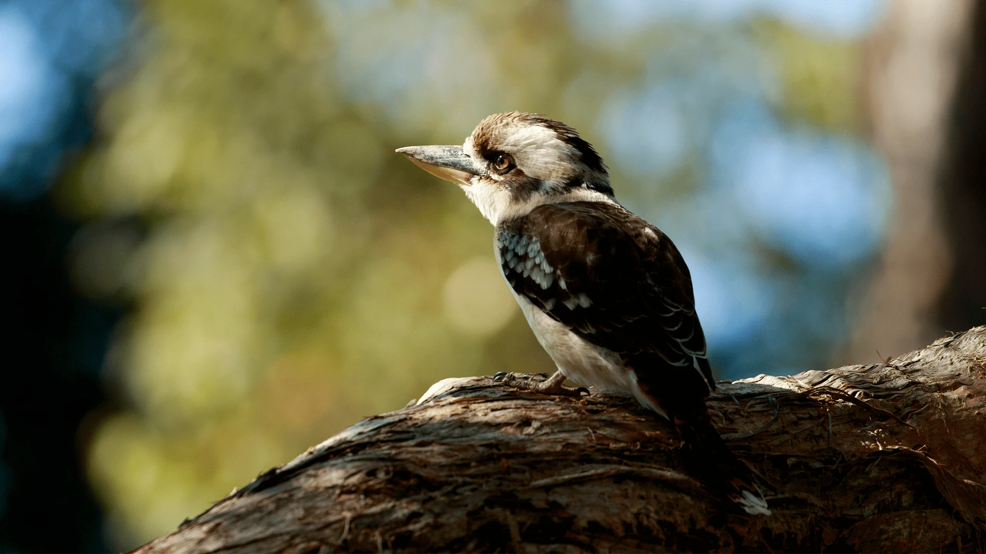 Why did a male bird lay an egg?