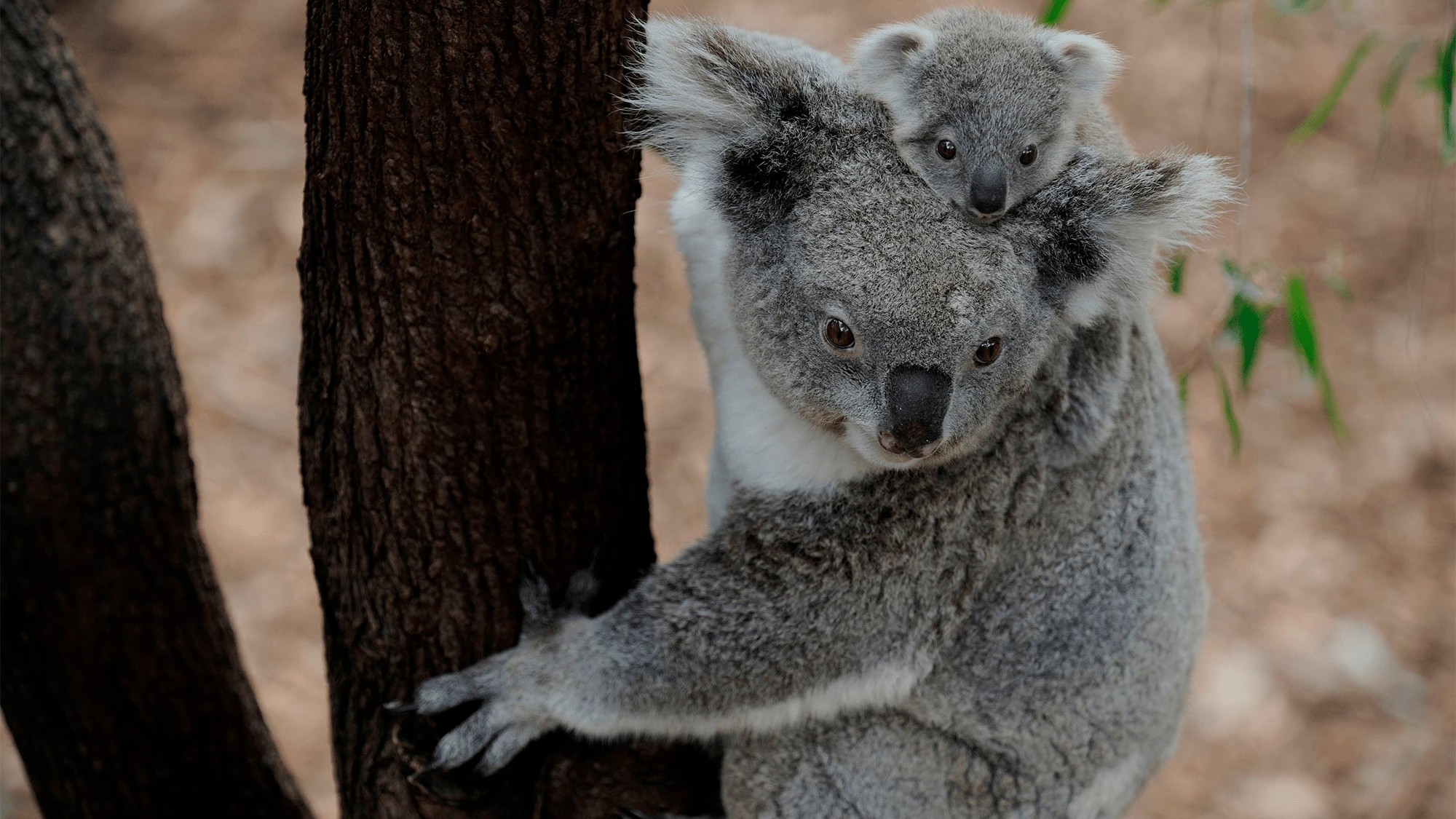 Secret koala population discovered near Australian city