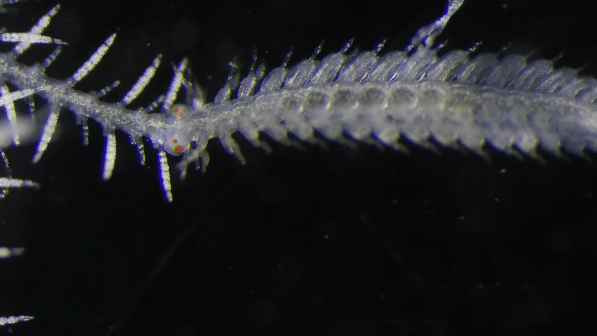 Sea worm’s reproductive bits grow their own eyes before mating