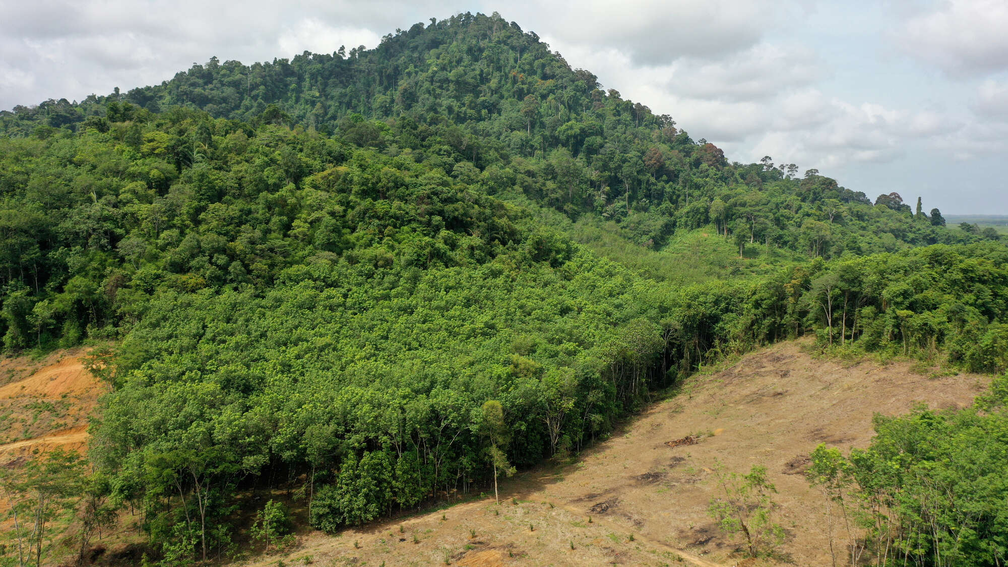 How do you save a rainforest? Leave it alone.