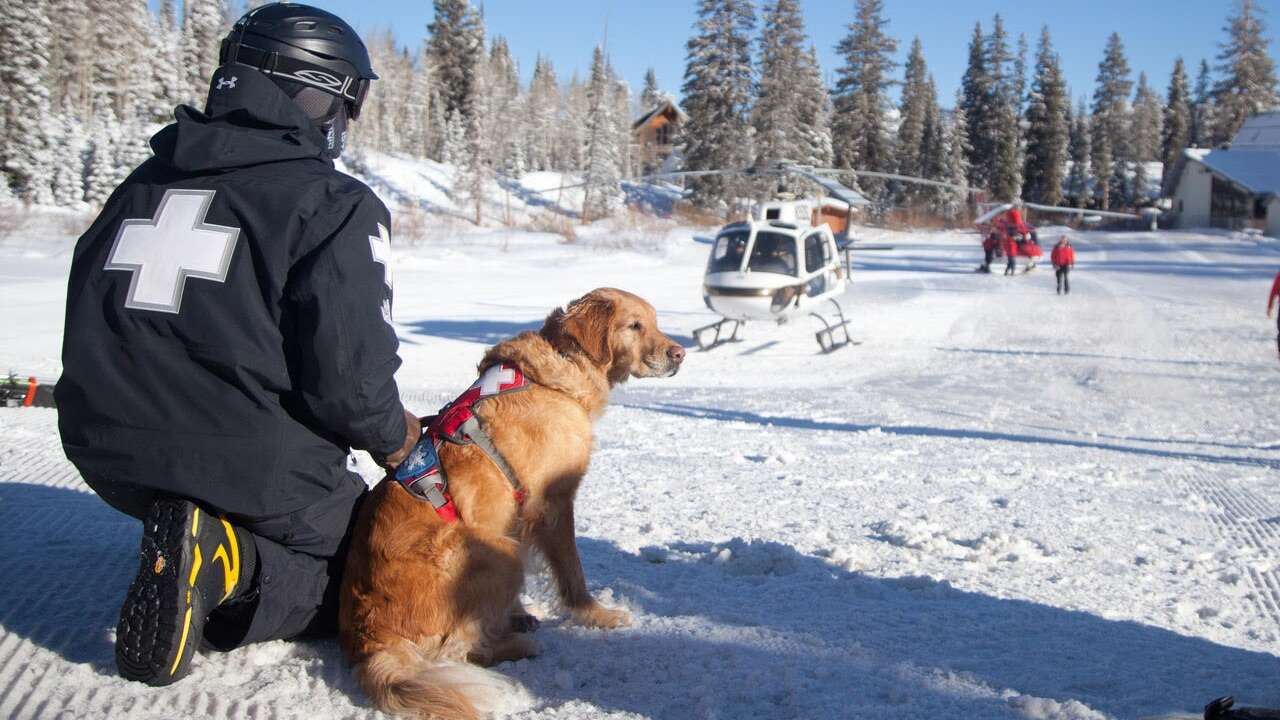 As winter approaches, avalanche dogs train for rescues