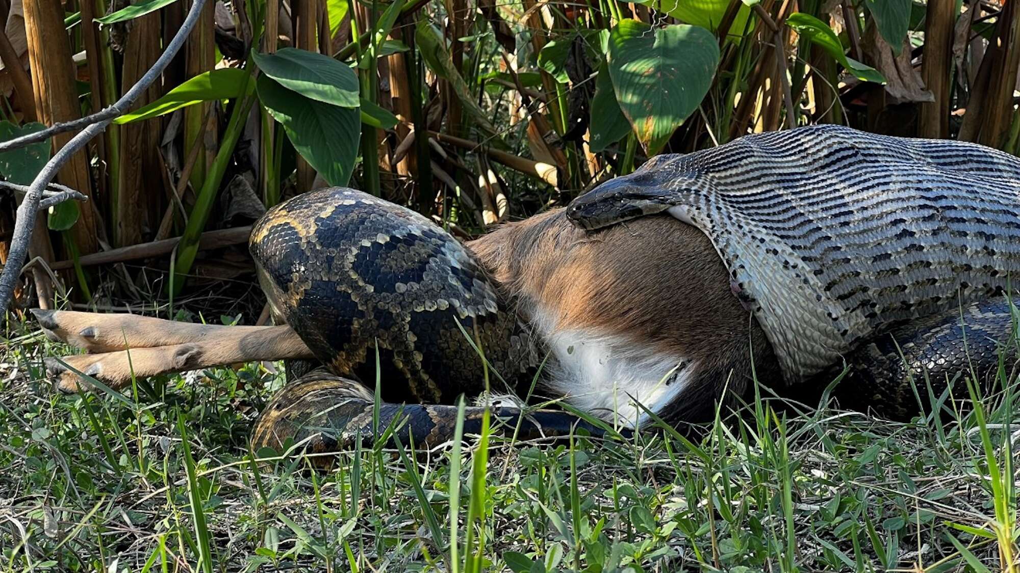 Burmese pythons stretch their mouths even wider than we thought possible