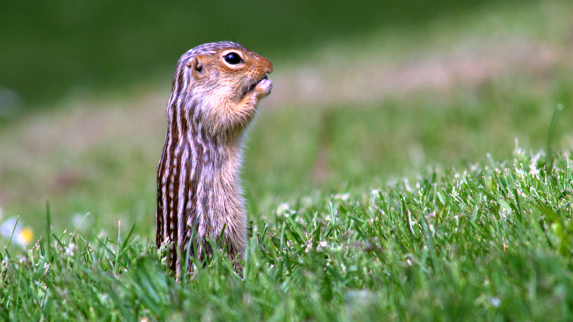 How hibernating squirrels go more than six months without water—and don’t get thirsty