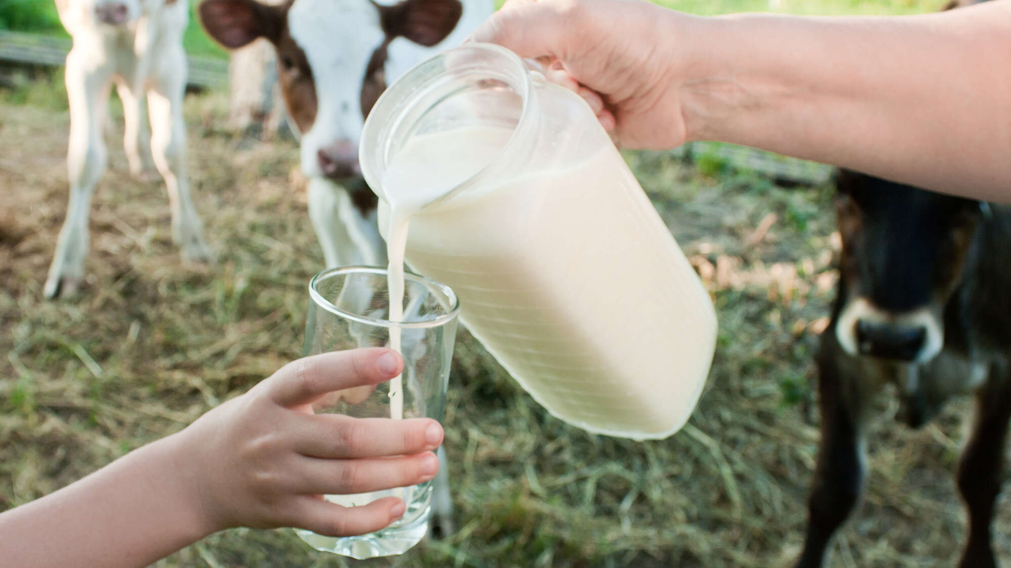 Is raw milk safe? Science has a clear answer.