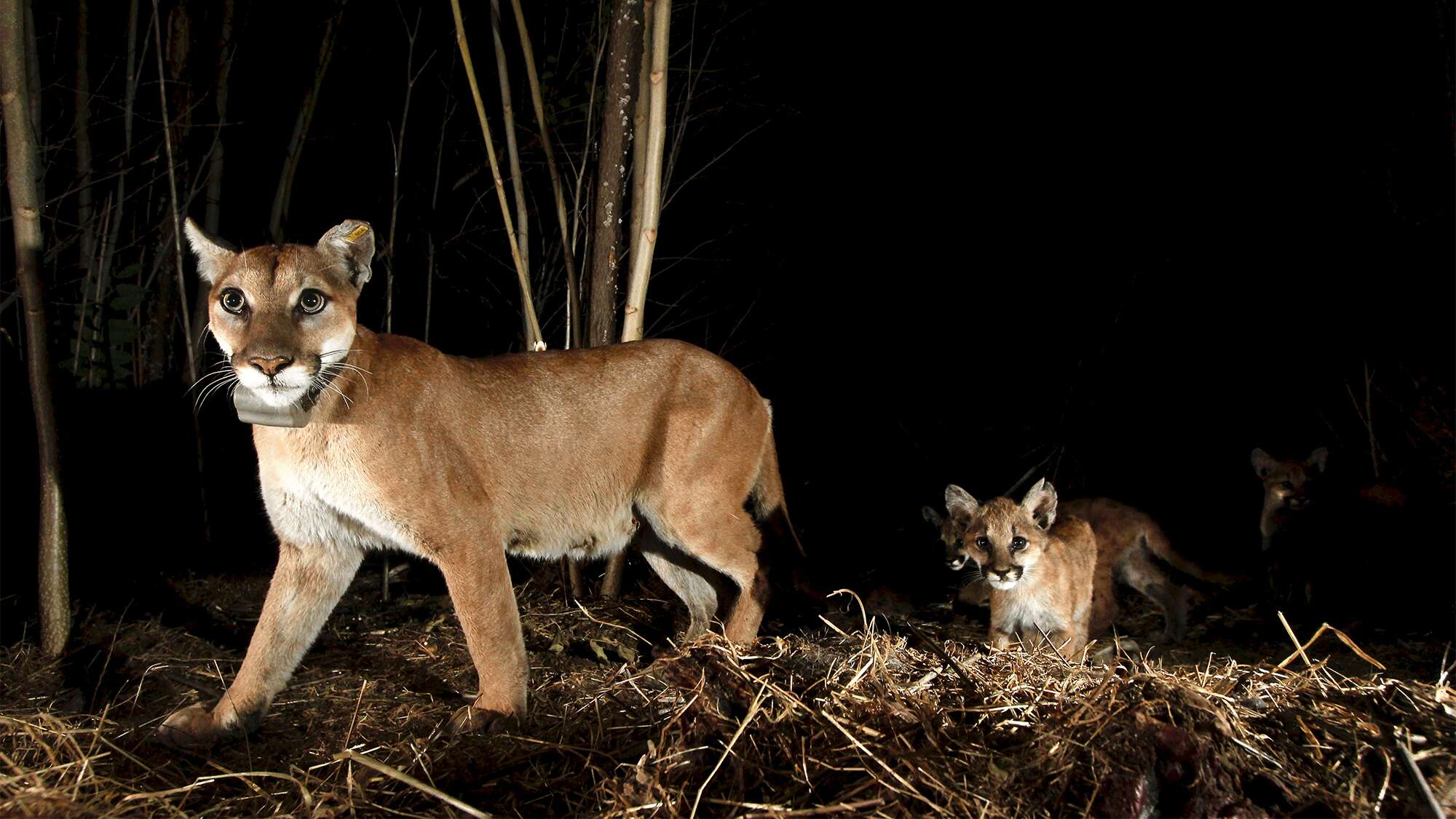 Mountain lions in Los Angeles become night owls to avoid humans