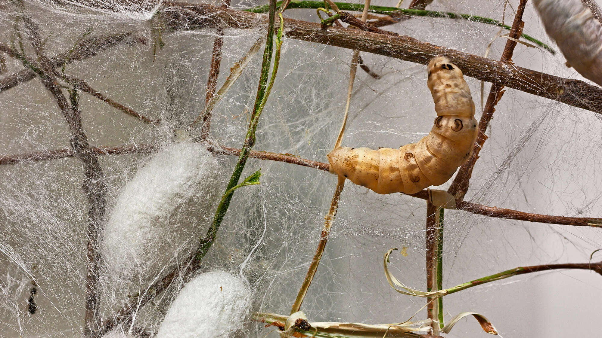 This worm got into some hot water and changed the course of history