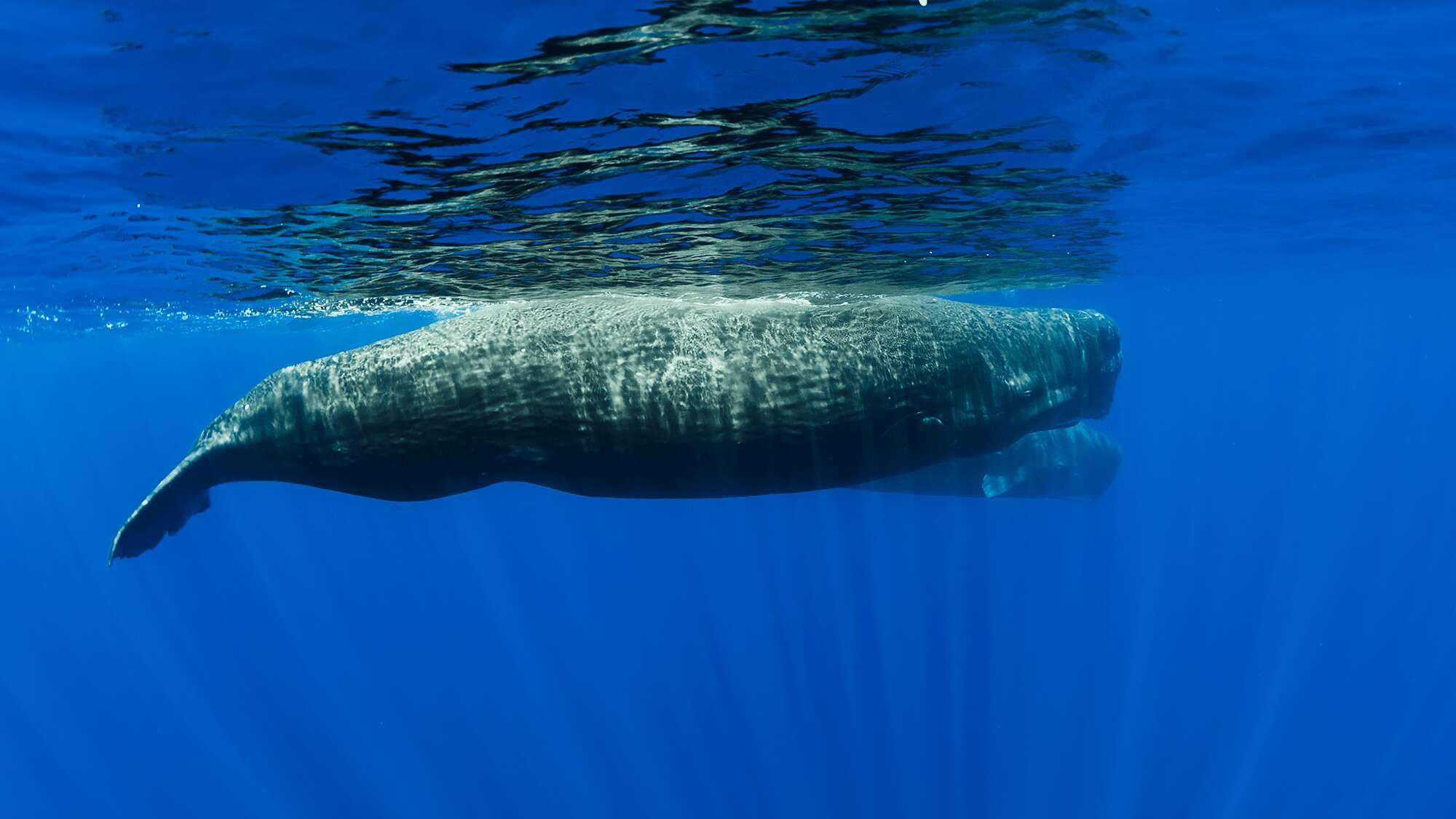 New method for finding sperm whales works kind of like a rideshare app