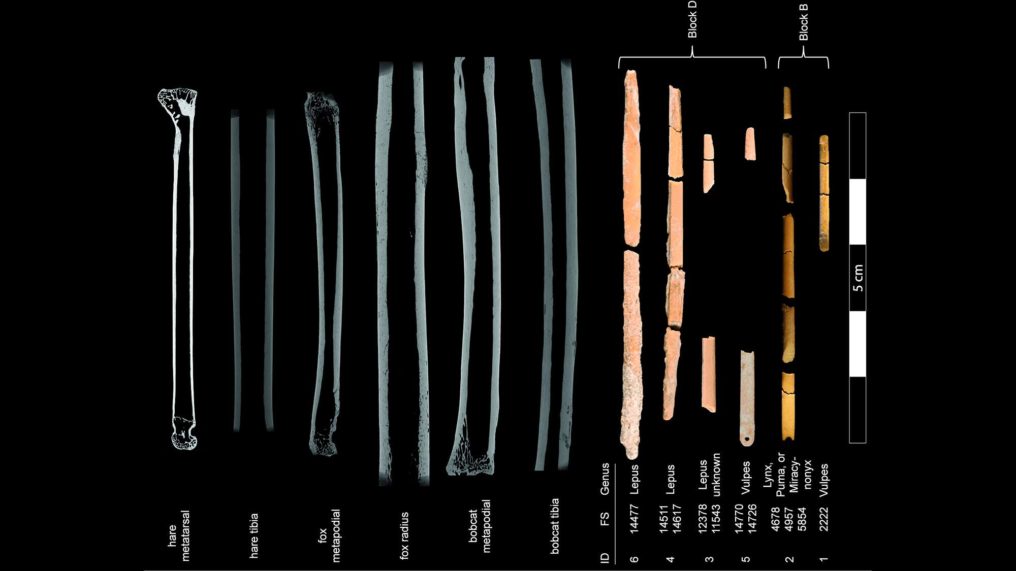 Ice age humans made needles from animal bones, archeologists discover