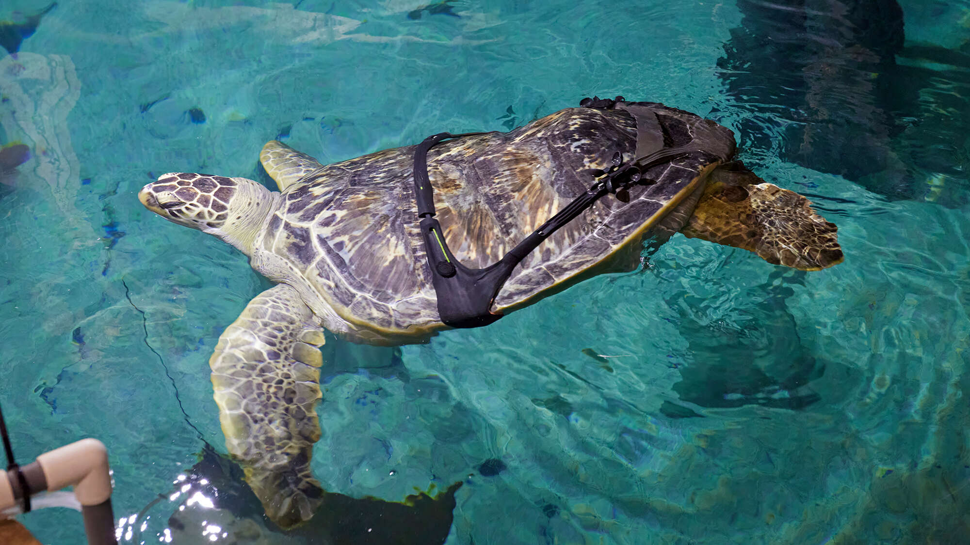 Sea turtle with ‘bubble butt syndrome’ gets a 3D-printed custom harness