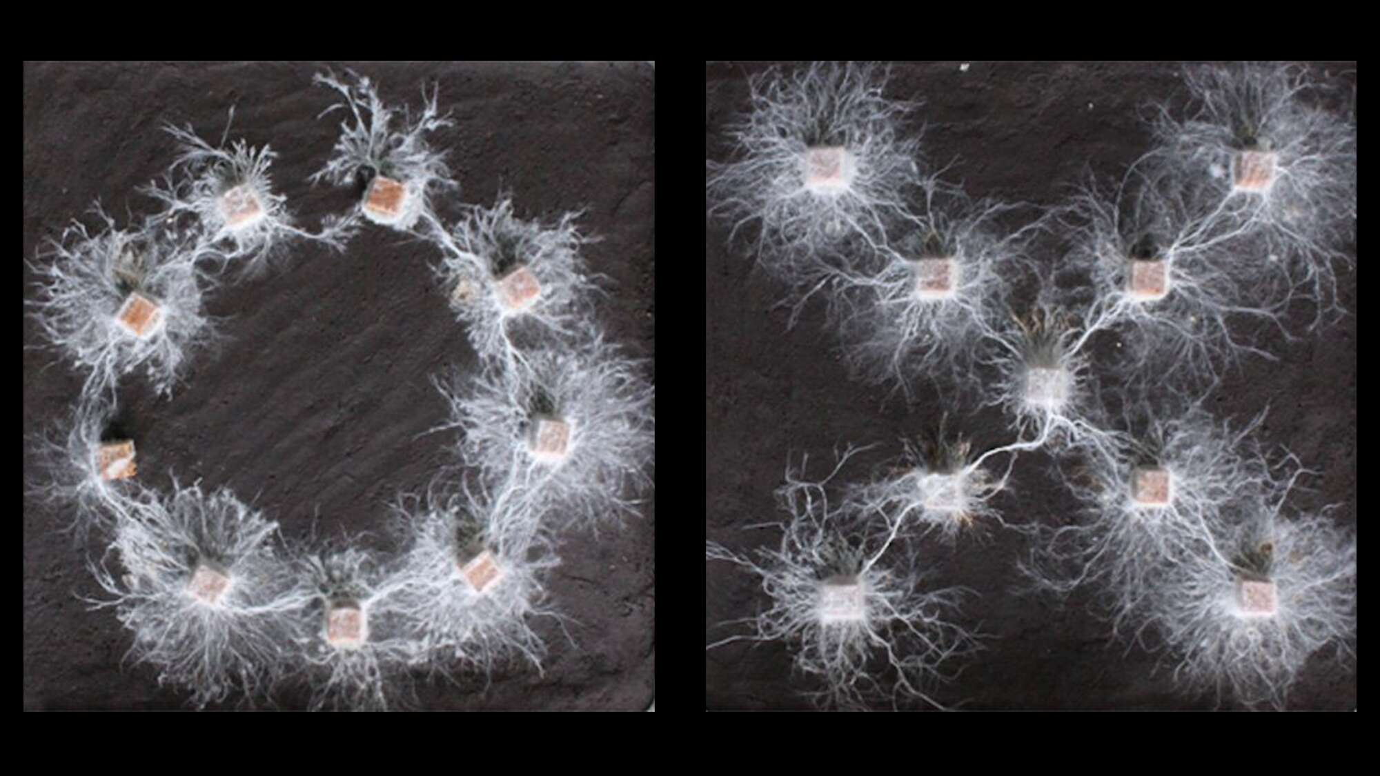 A simple experiment revealed the complex ‘thoughts’ of fungi