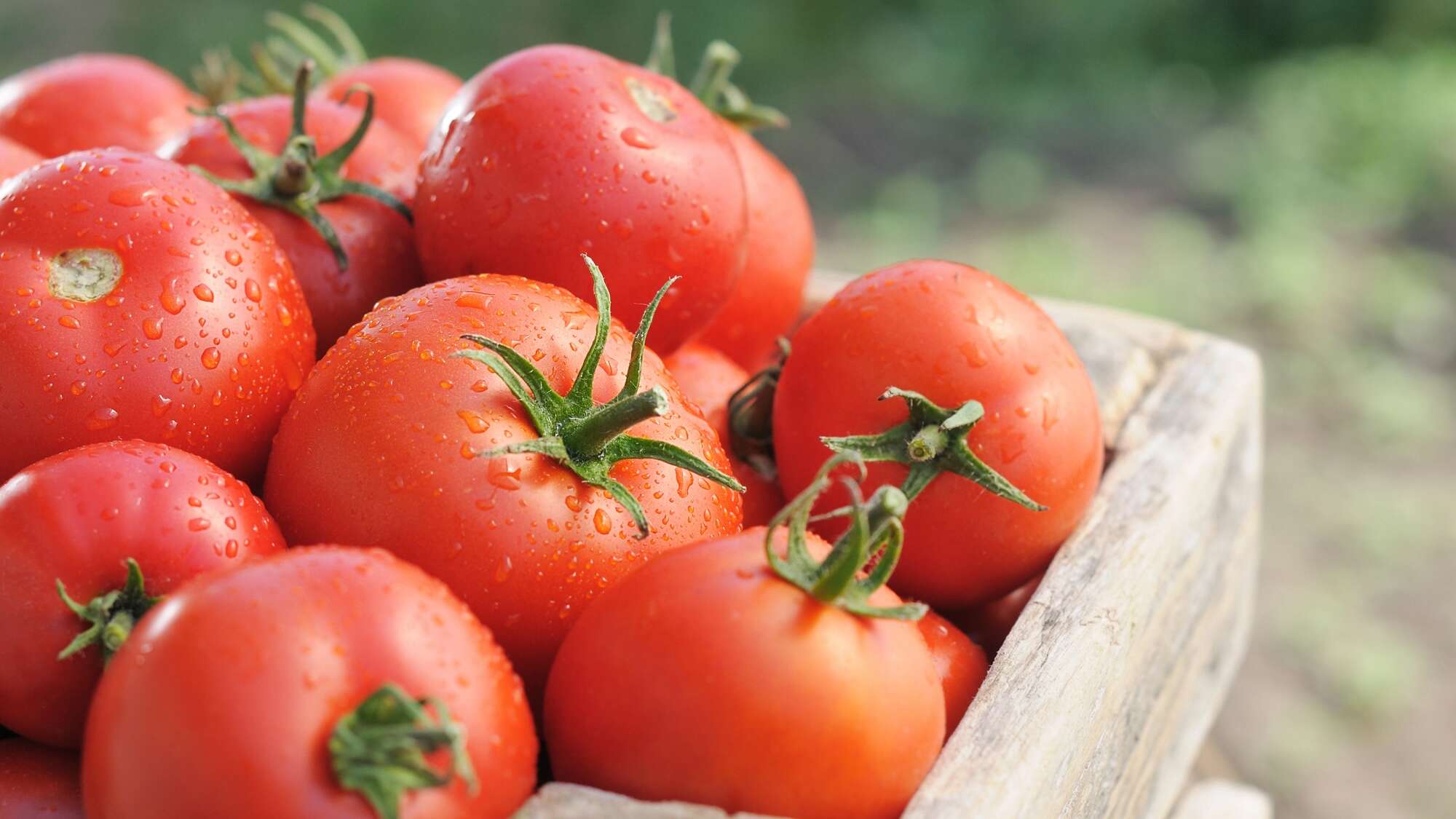 They CRISPR’ed tomatoes to make them sweet and large