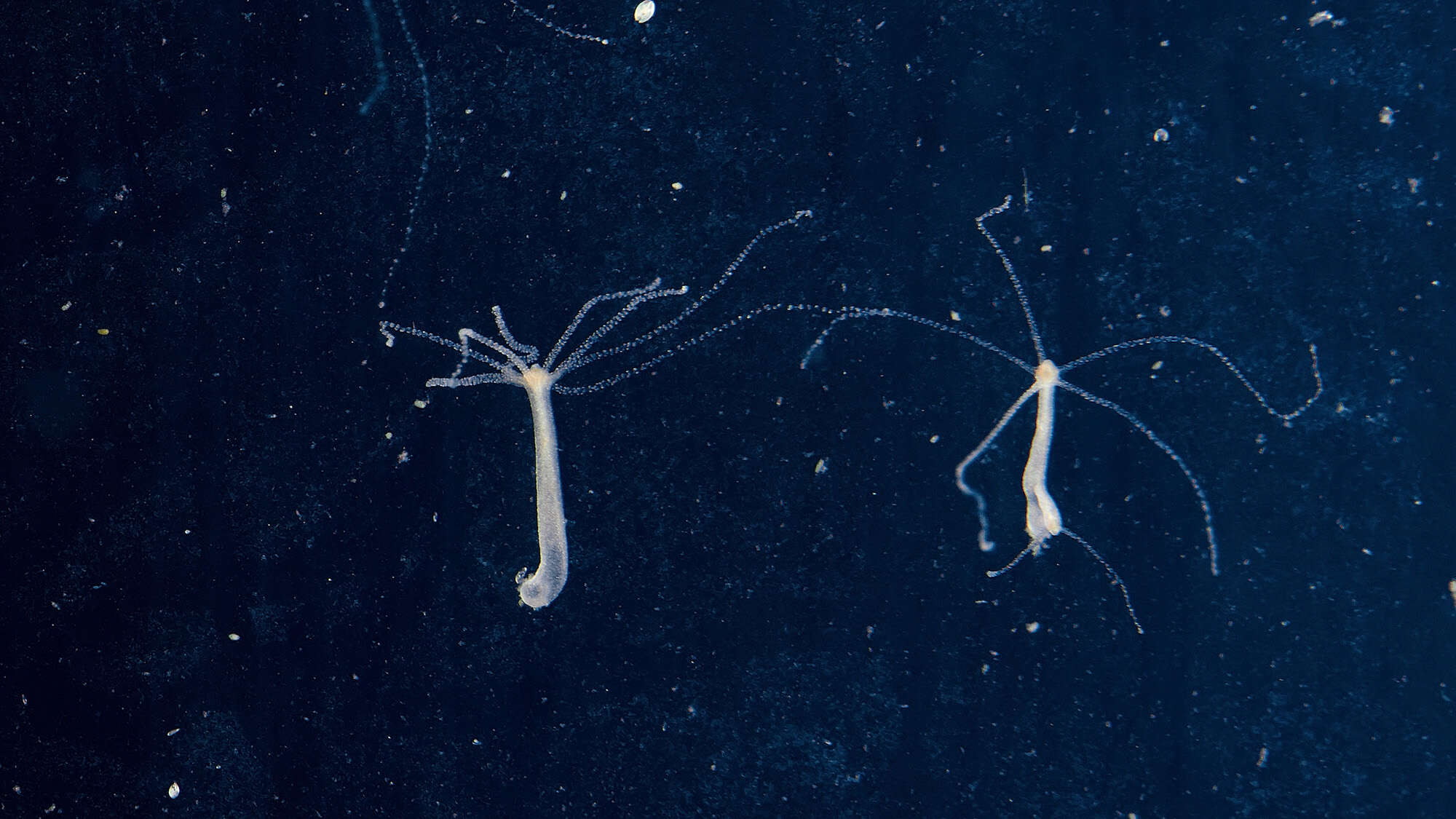 Are any animals truly ‘immortal’? These creatures defy biological time.