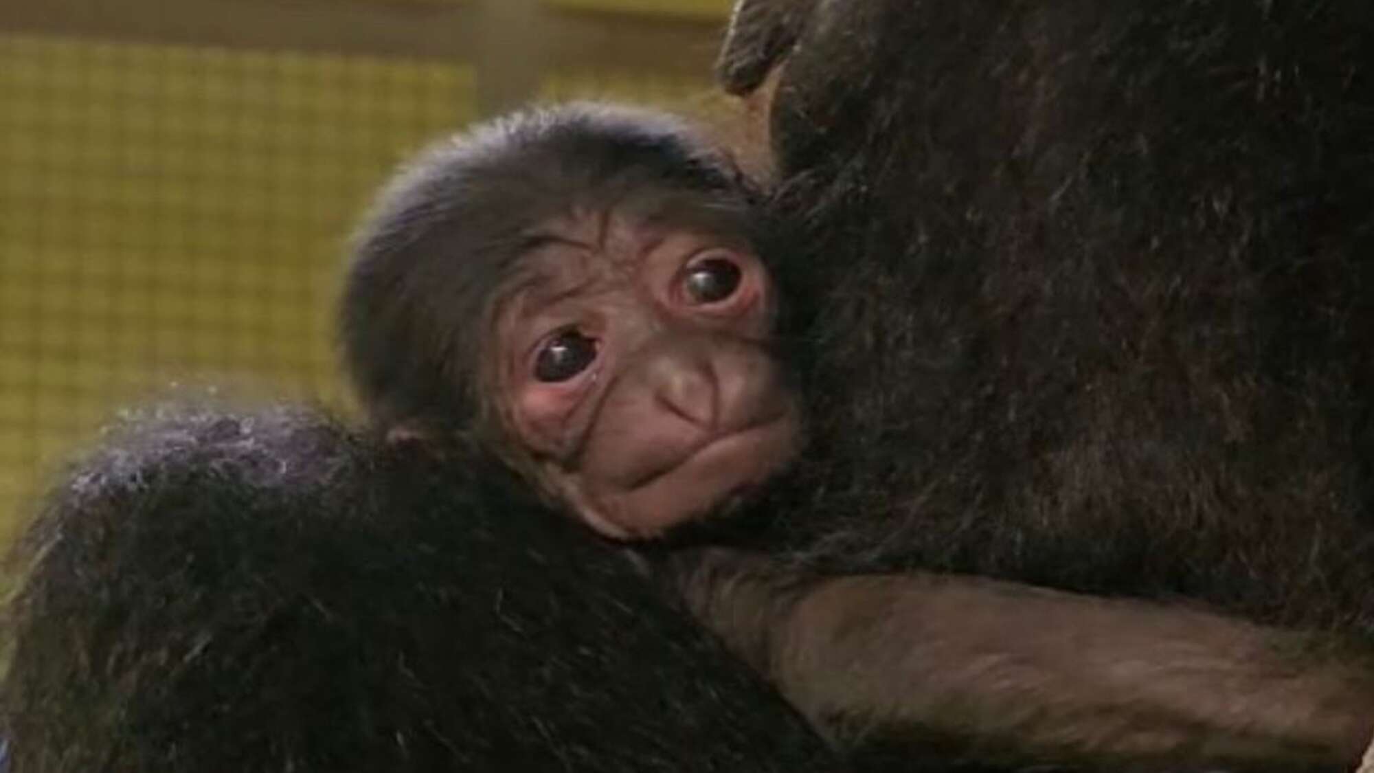 Endangered newborn siamang gibbon is a ‘sign of hope’