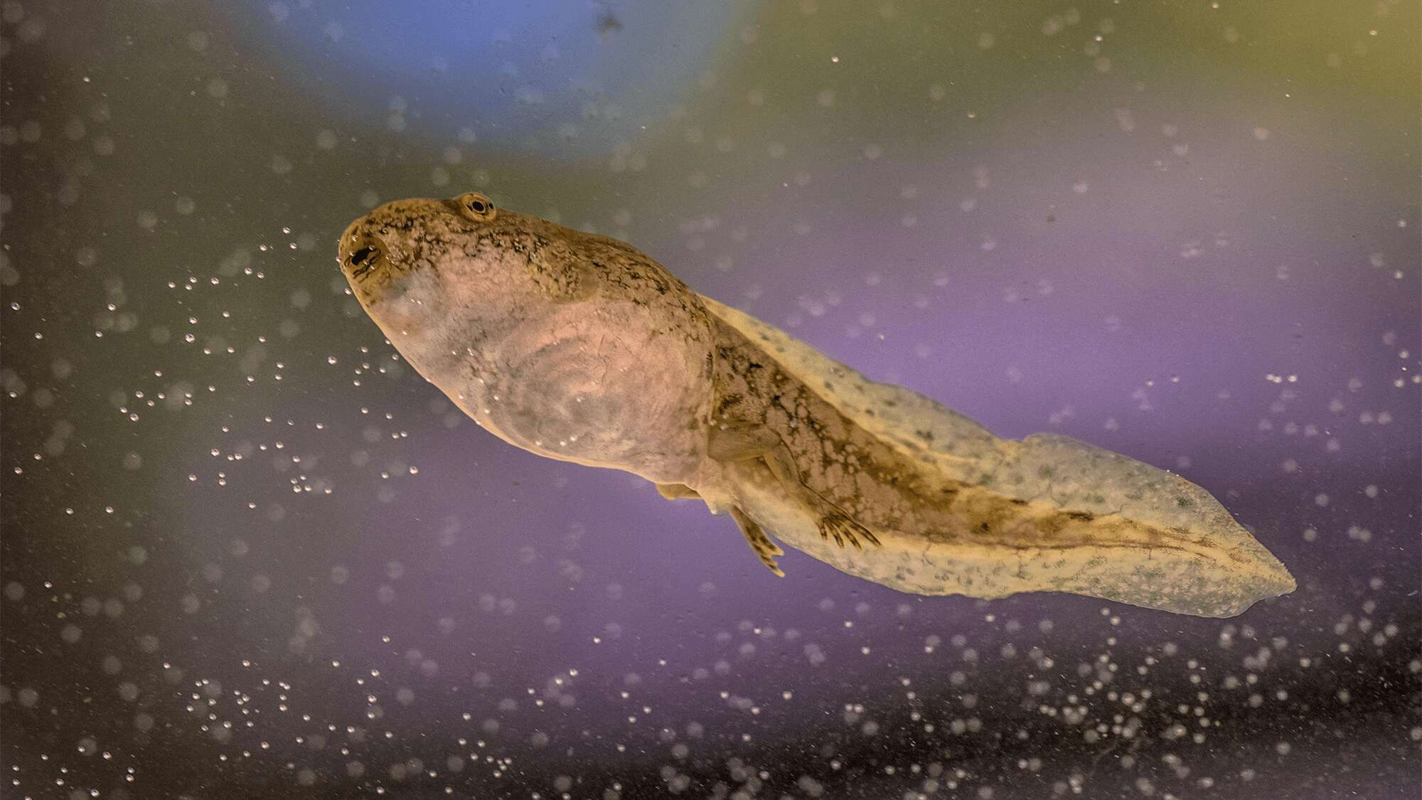 A rock in Argentina turns out to be the oldest tadpole fossil ever found