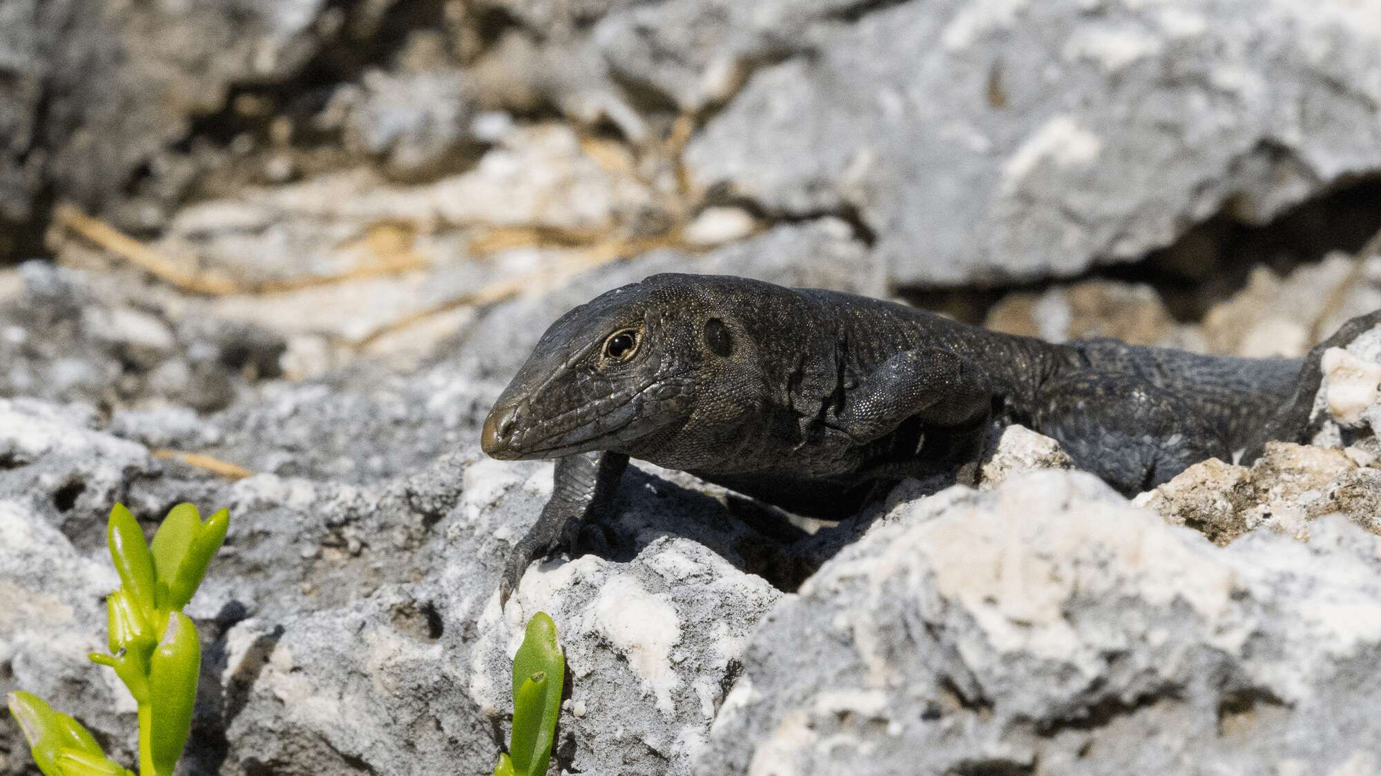 Population of nearly extinct lizard grows 16X in only six years