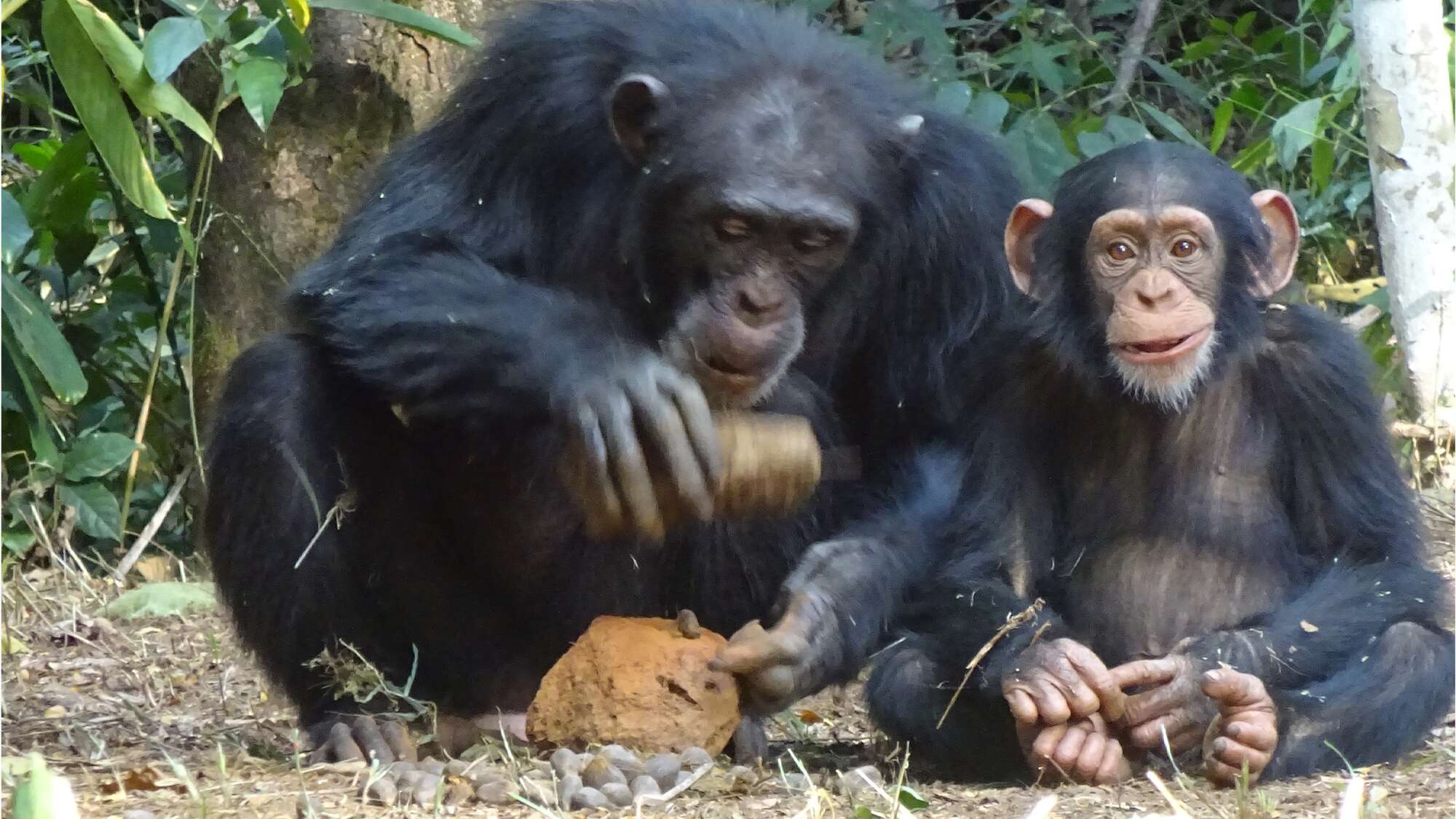 Some chimpanzees are great nutcrackers