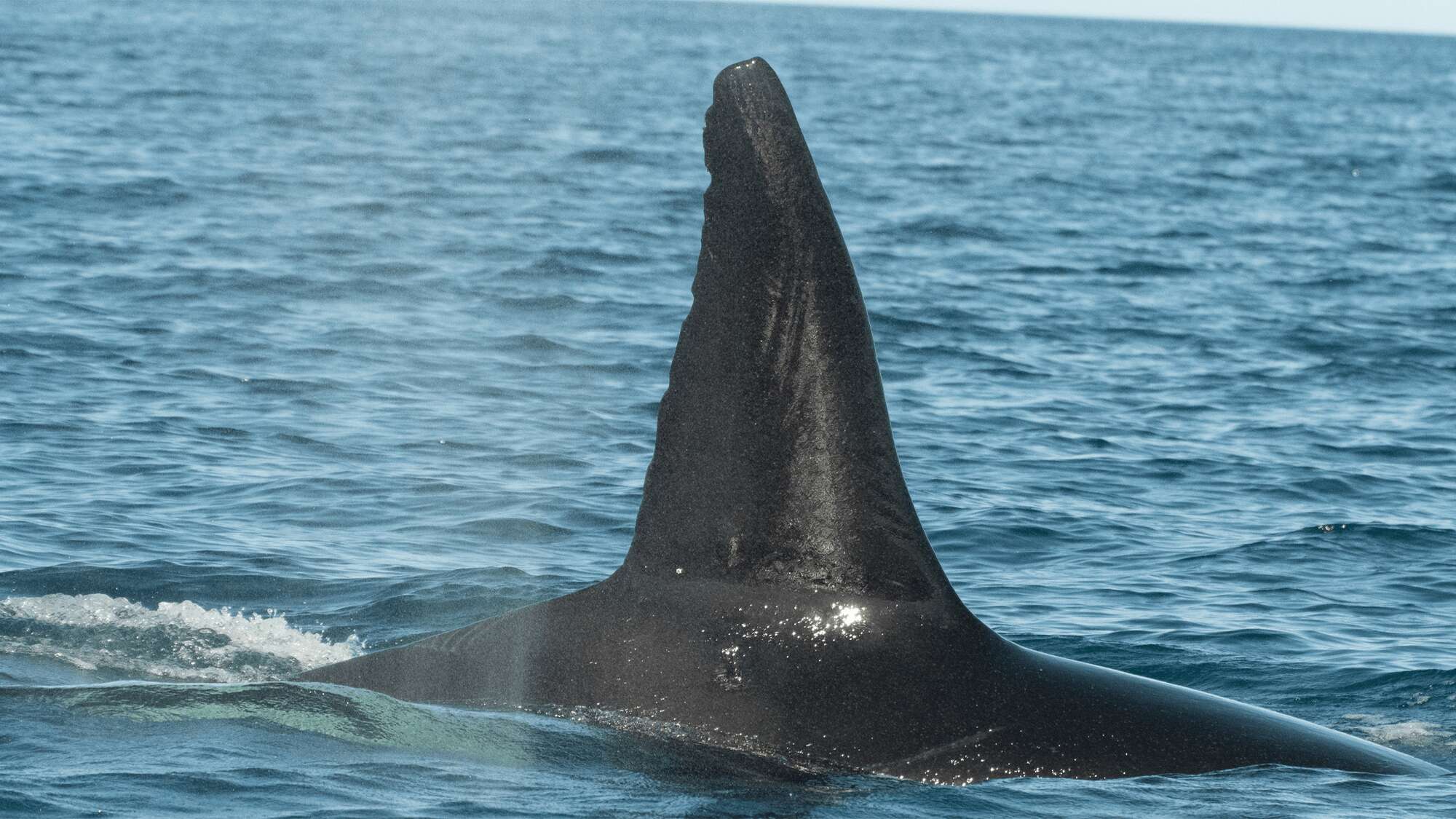 Orcas observed preying on massive whale sharks