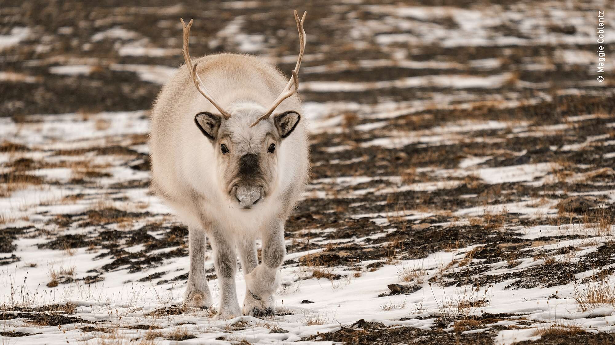 Shorter, fatter, and hairier: 5 fun facts about the world’s smallest reindeer