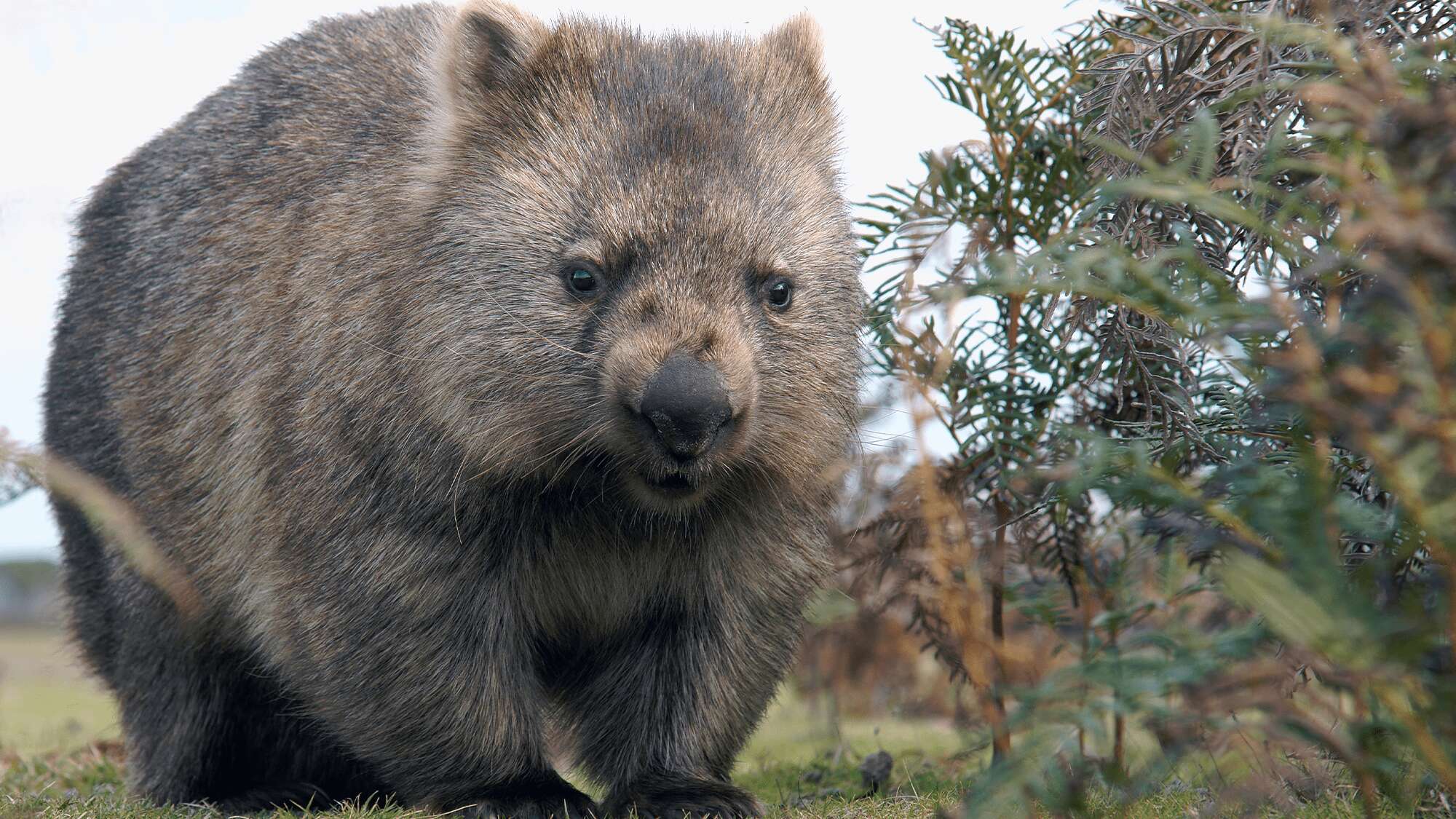 Can wombats kill with their butts? We found the hard truth