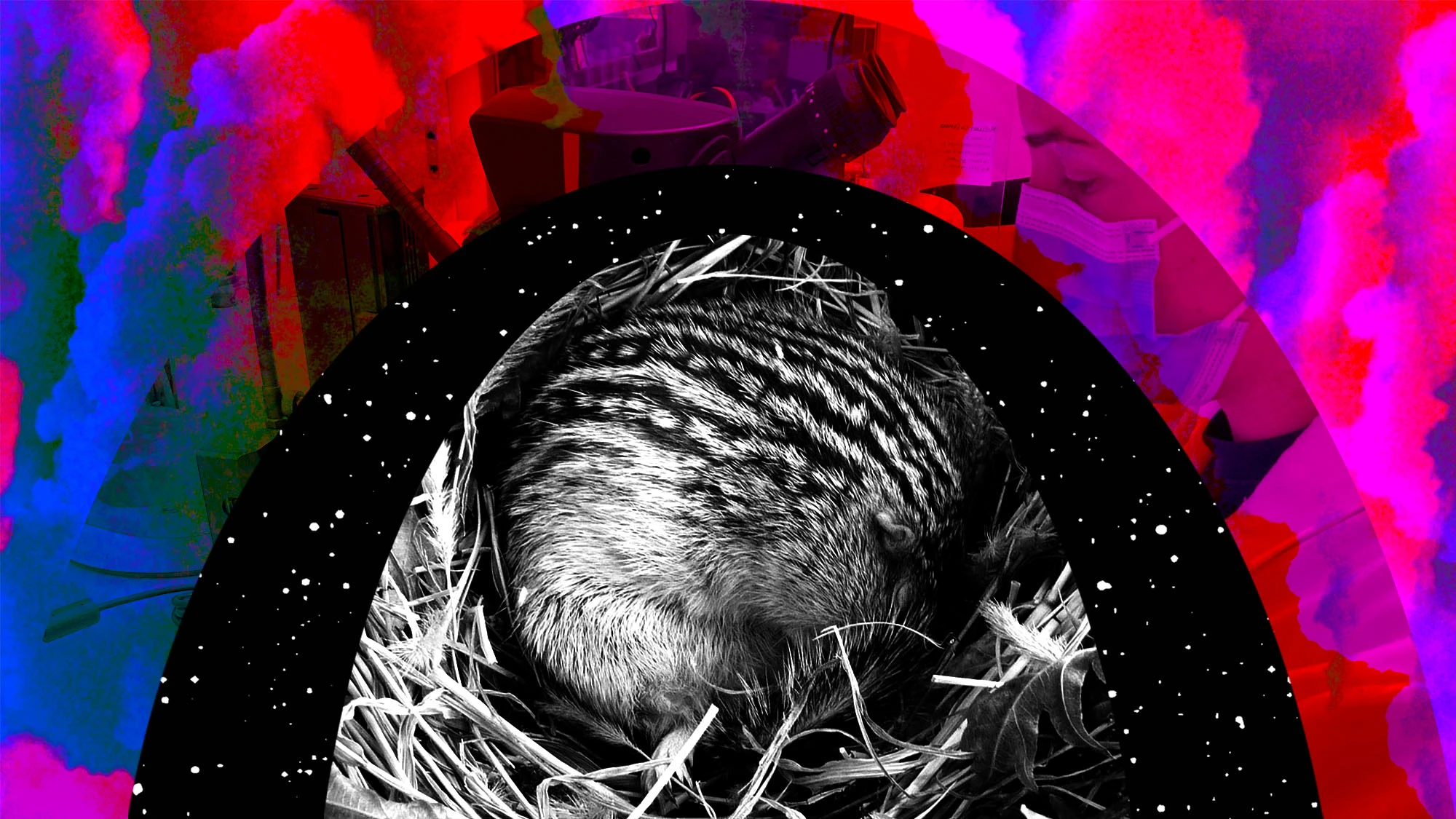 Hibernation scientists studying squirrels could get humans to deep space