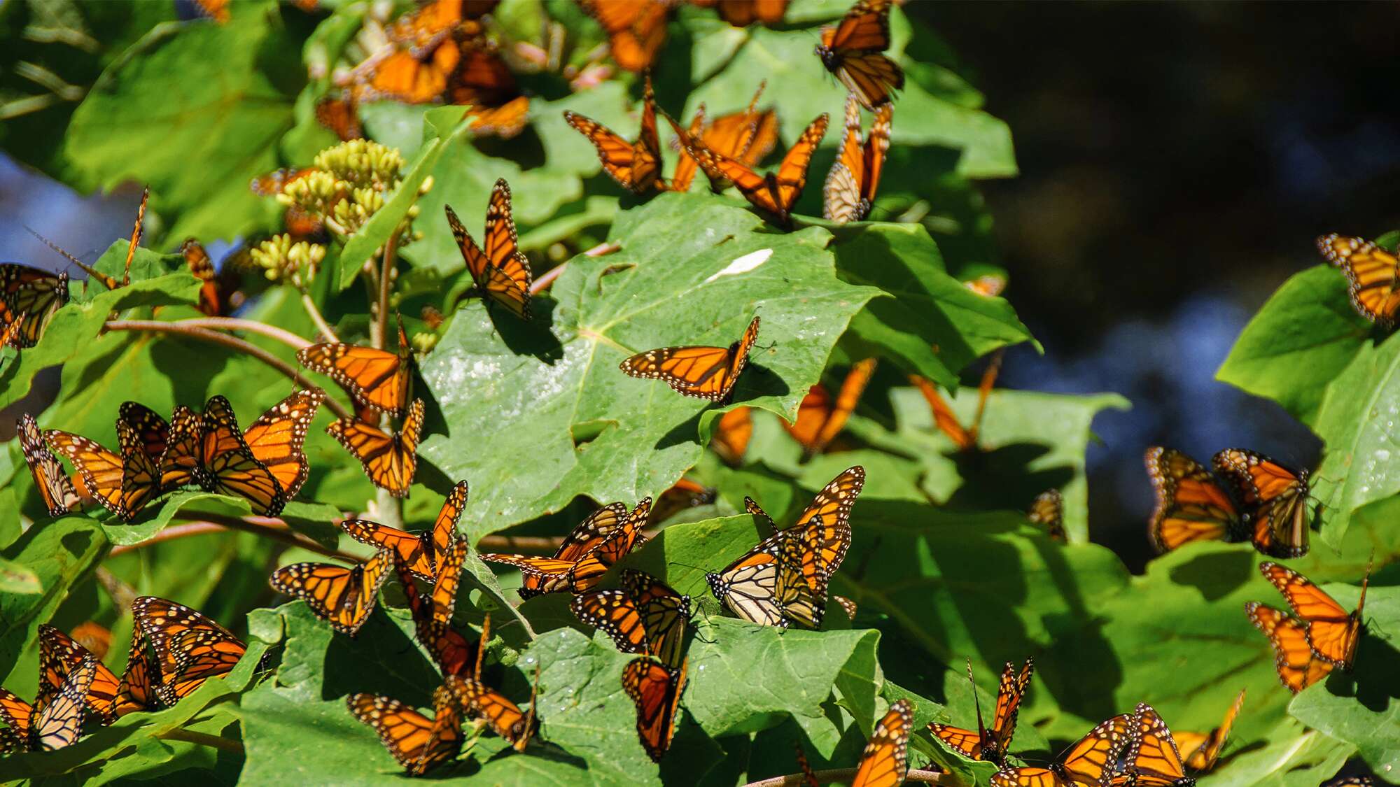 Scientists build rest stops for monarch butterflies on a volcano