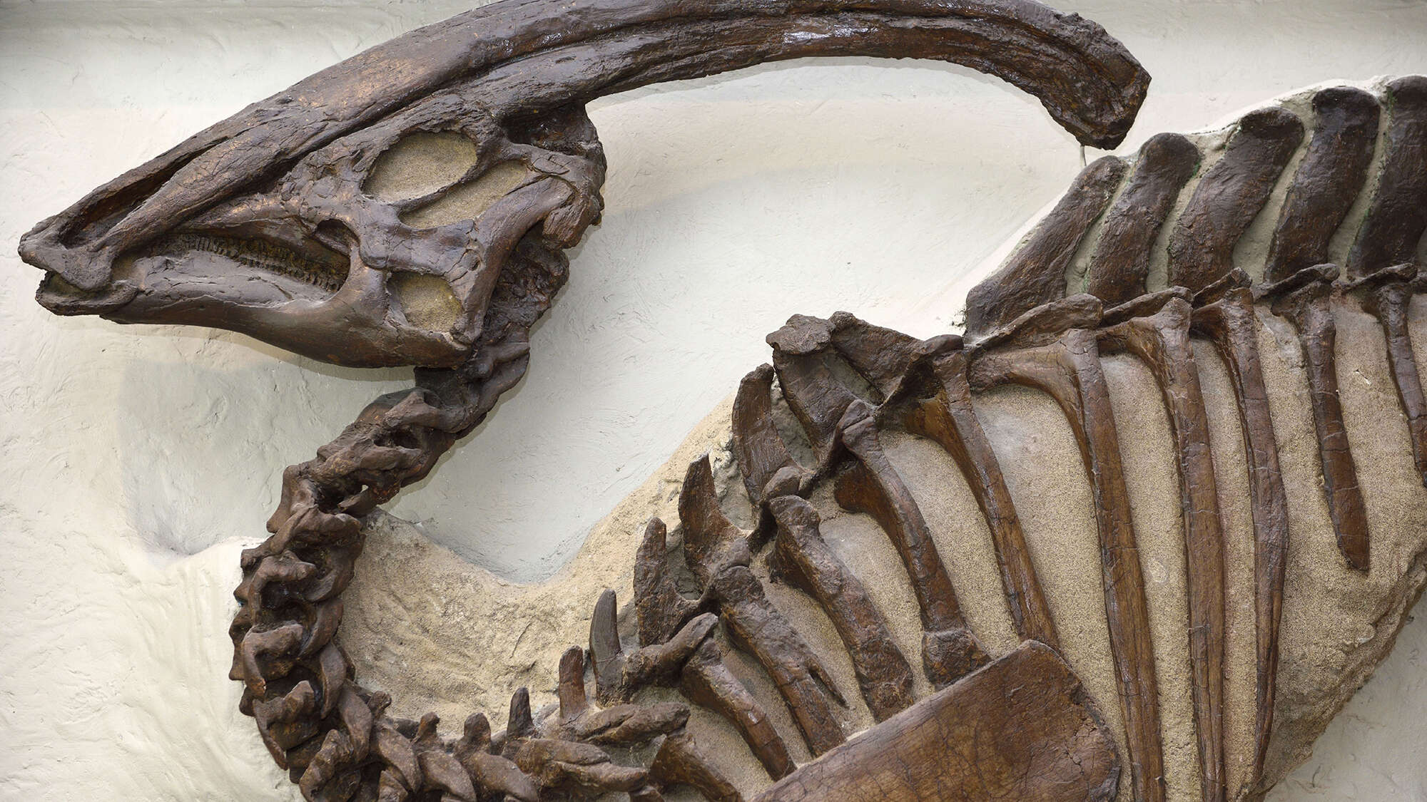 A 3D-printed duck-billed dinosaur’s skull could help us learn what it sounded like