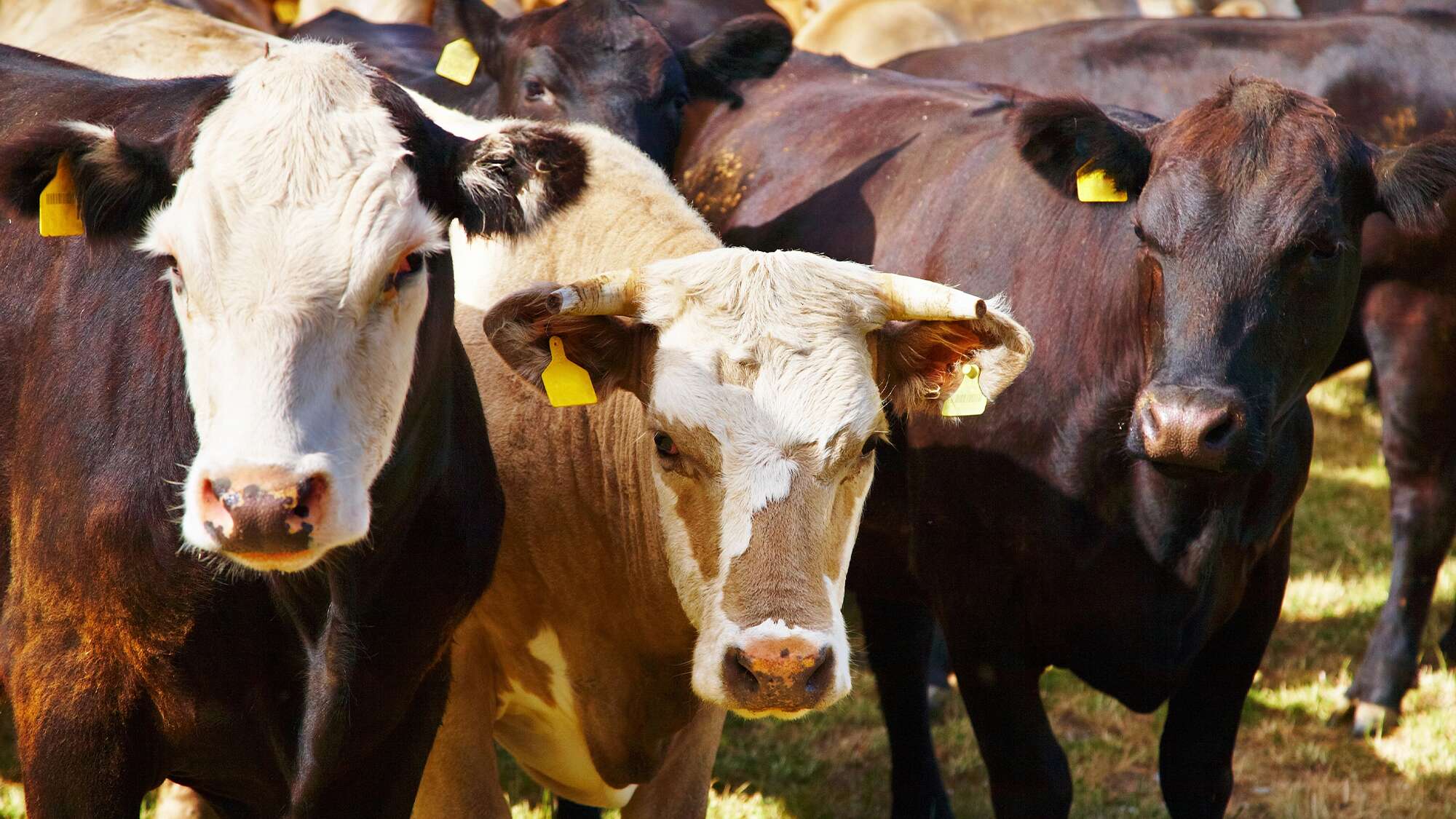 Feeding seaweed to gassy cattle can reduce methane