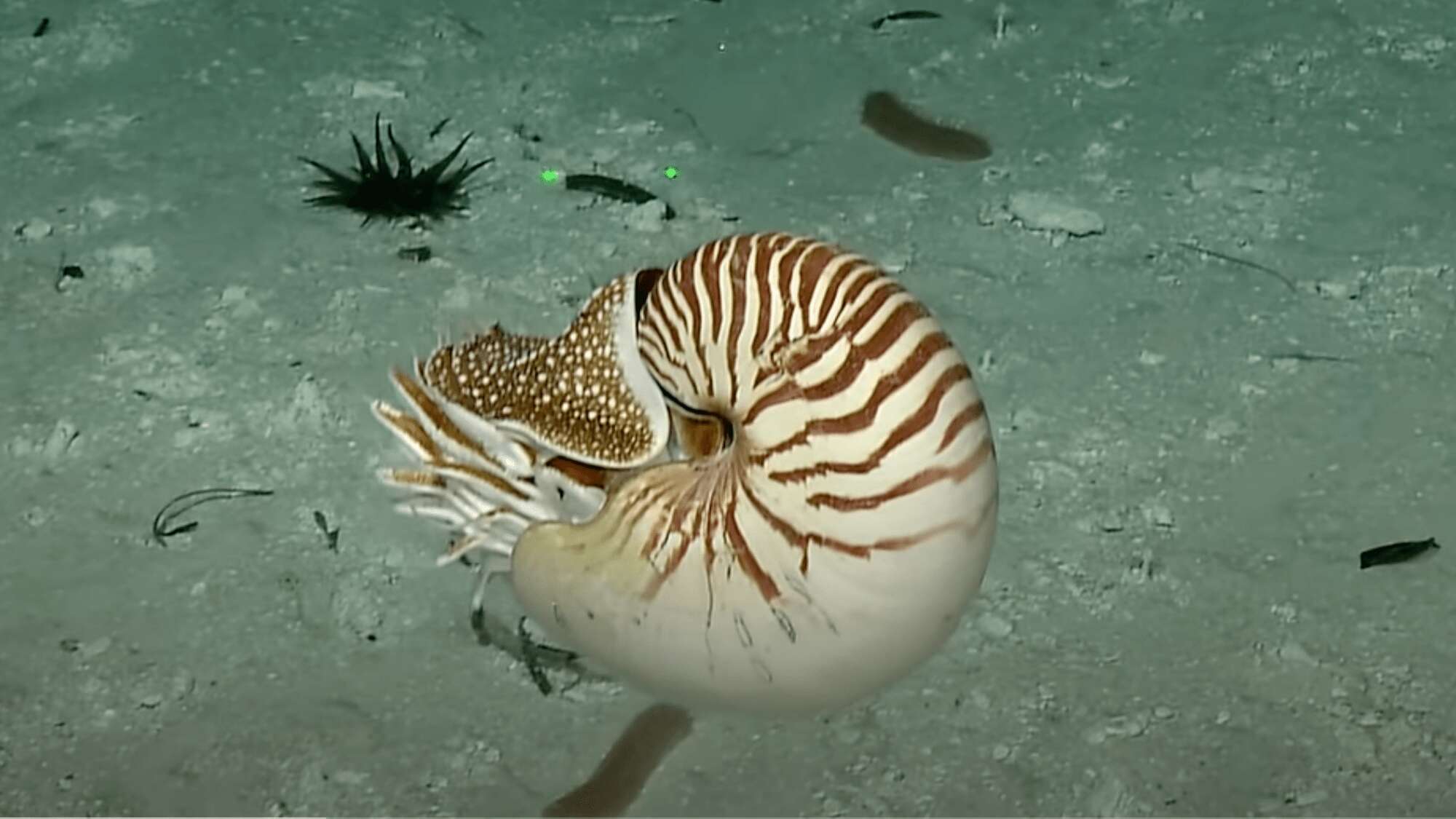 After 15 years, a vessel named ‘Nautilus’ actually saw a nautilus