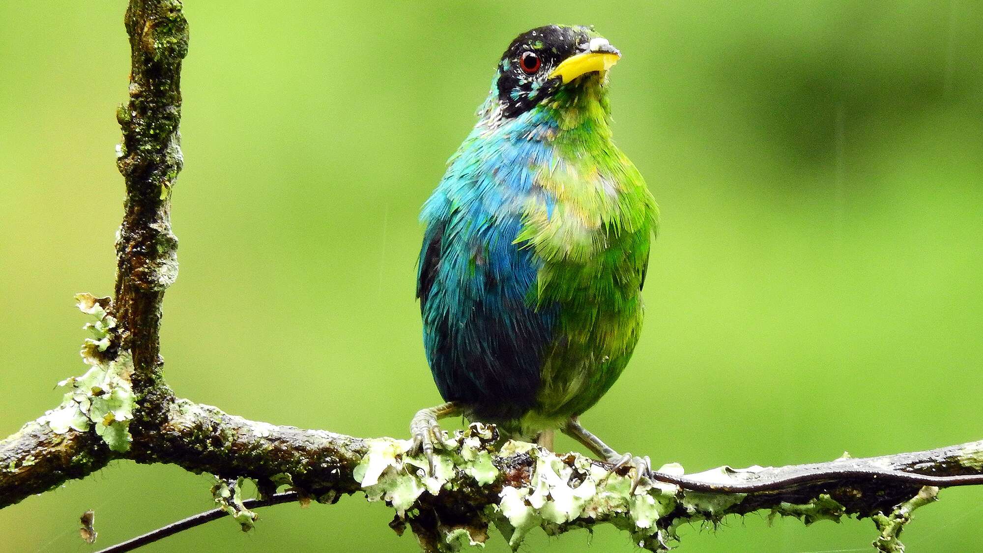 Rare bird with half male and half female plumage photographed in Colombia