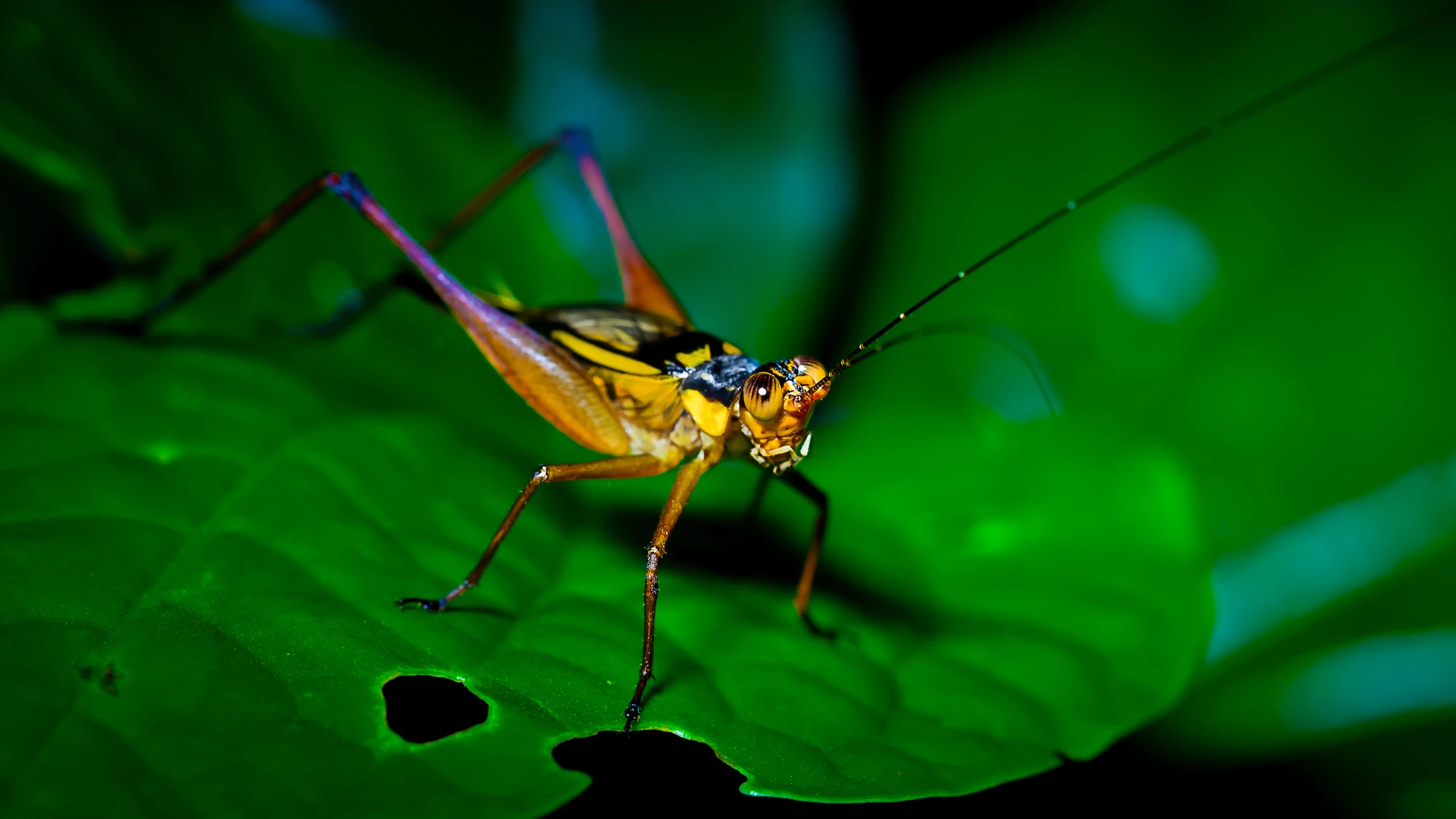 NASA wants you to record crickets during April’s solar eclipse