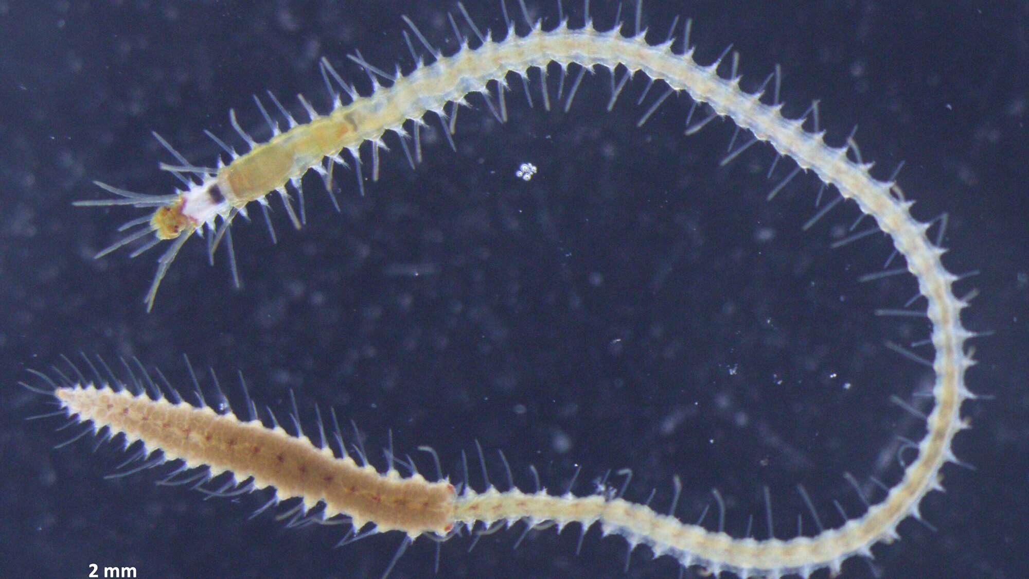 Why these sea worms detach their butts to reproduce