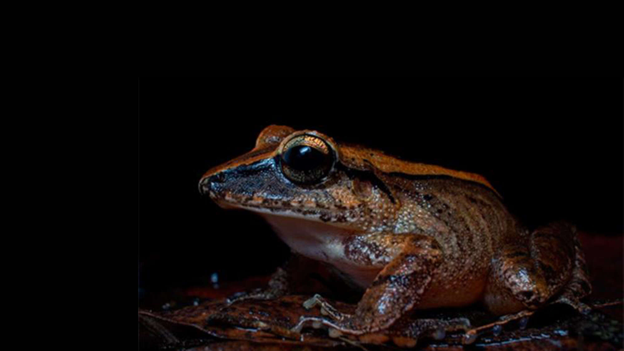 Humans can’t hear these frogs screaming