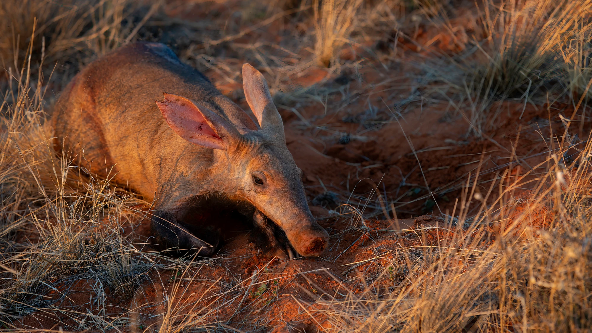 Why scientists are studying aardvarks’ poop