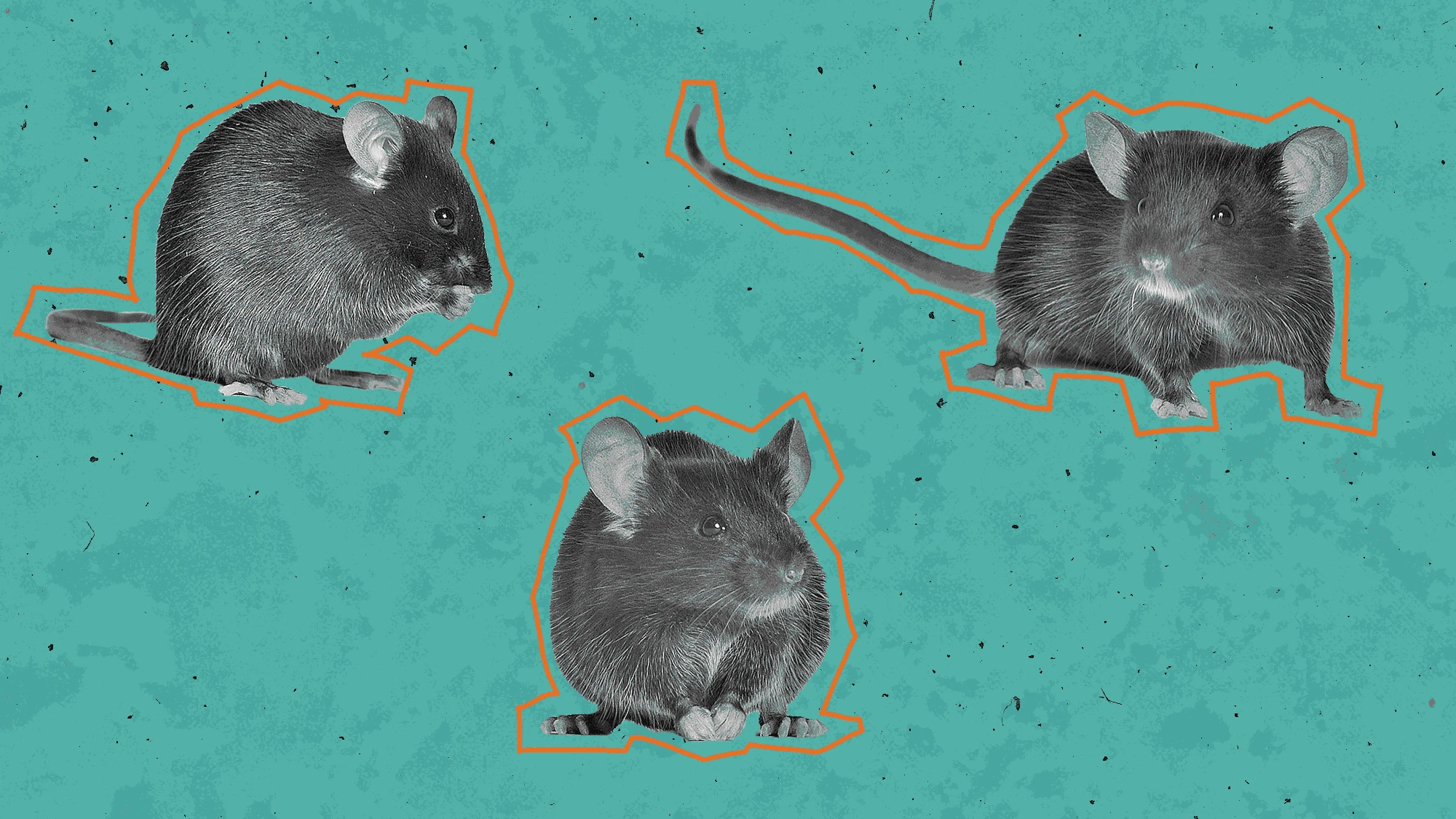 How video game tech, AI, and computer vision help decode animal pain and behavior
