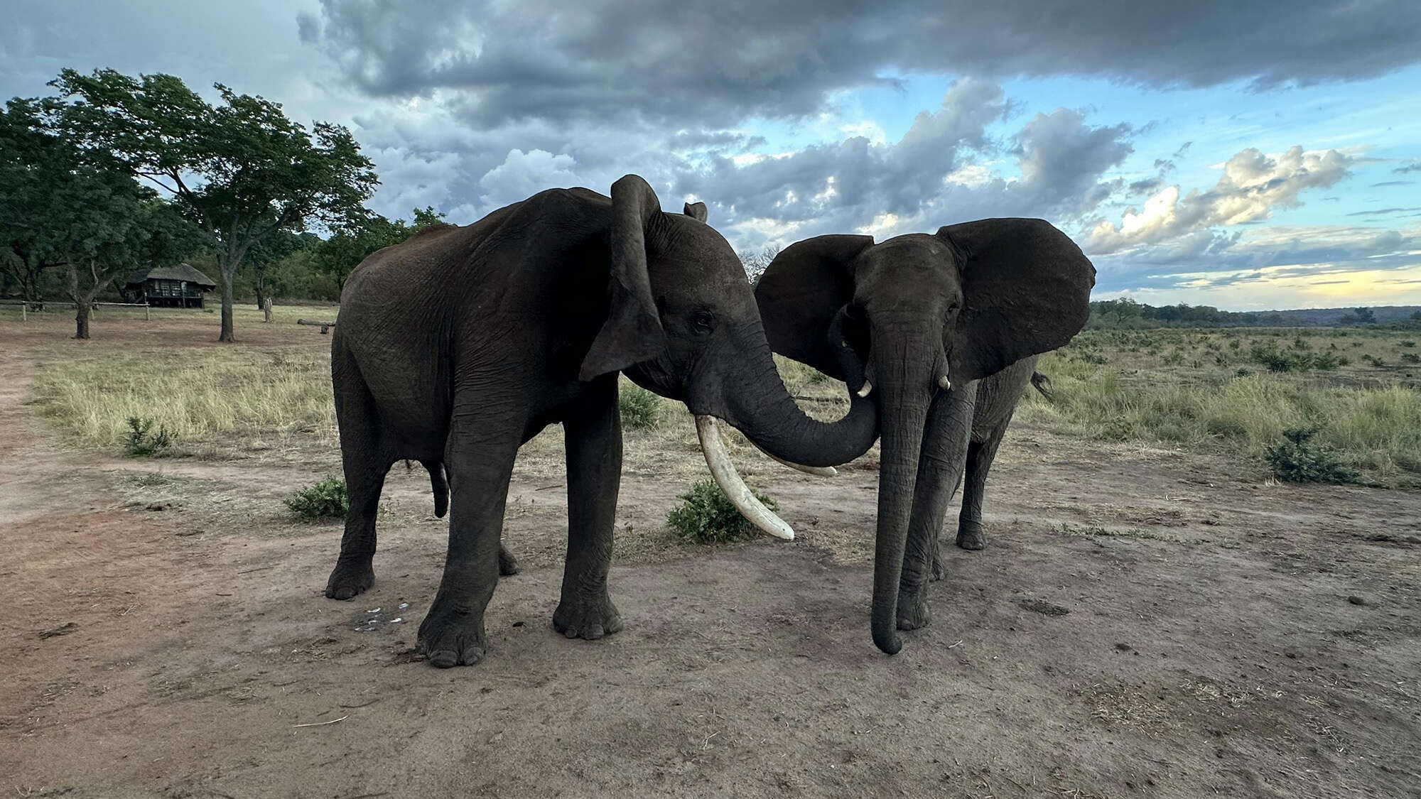 Expressive elephants use gestures and vocal cues to communicate