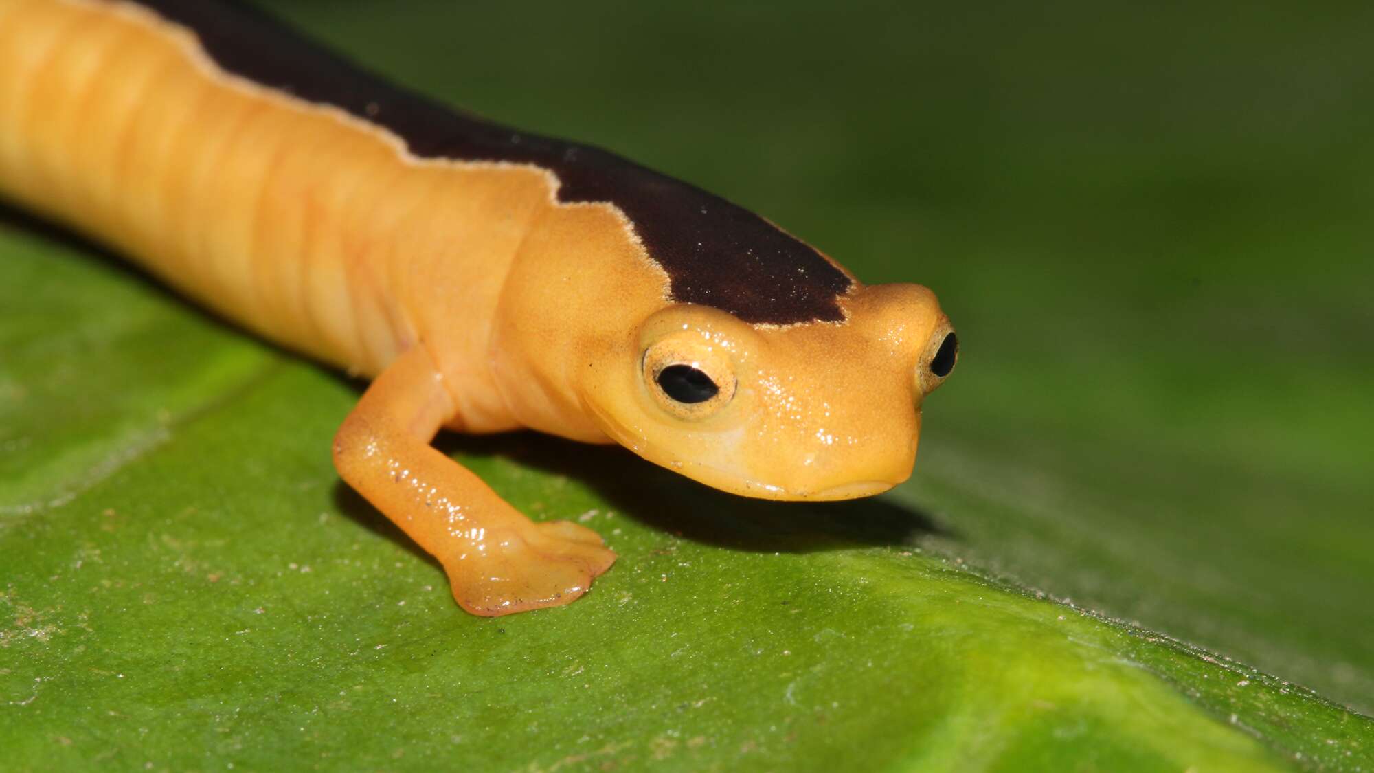 Why small, scary, and ‘non-charismatic’ lost species are harder to rediscover