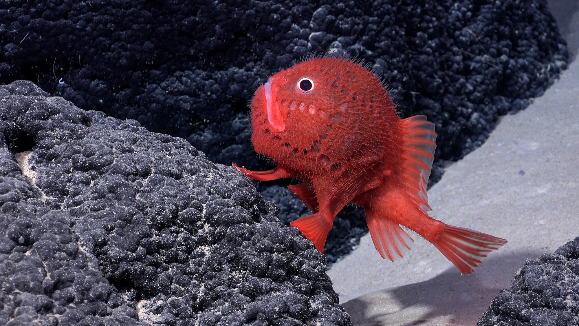 A deep-diving sea robot helped discover dozens of new species in Chile