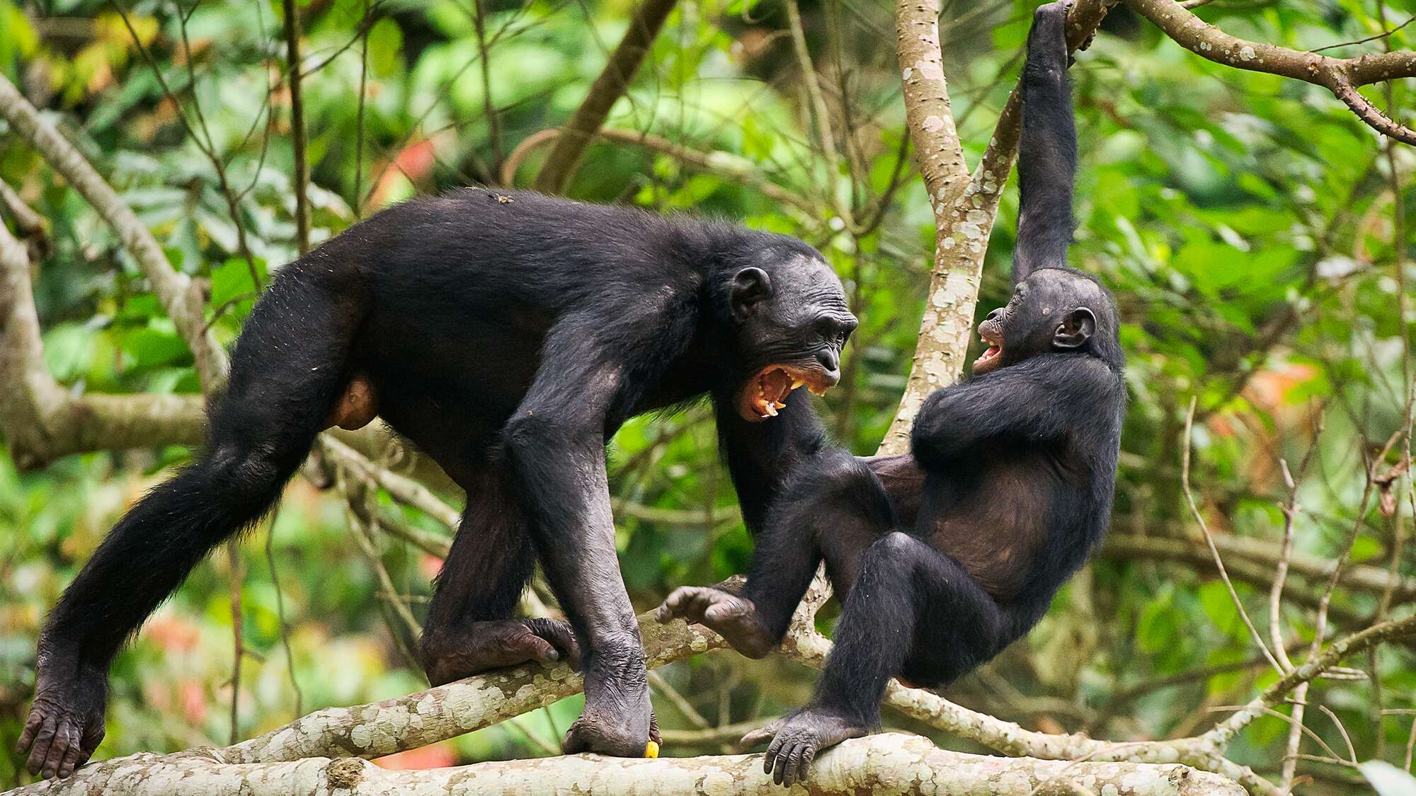 ‘Peaceful’ bonobos bite and push each other, actually