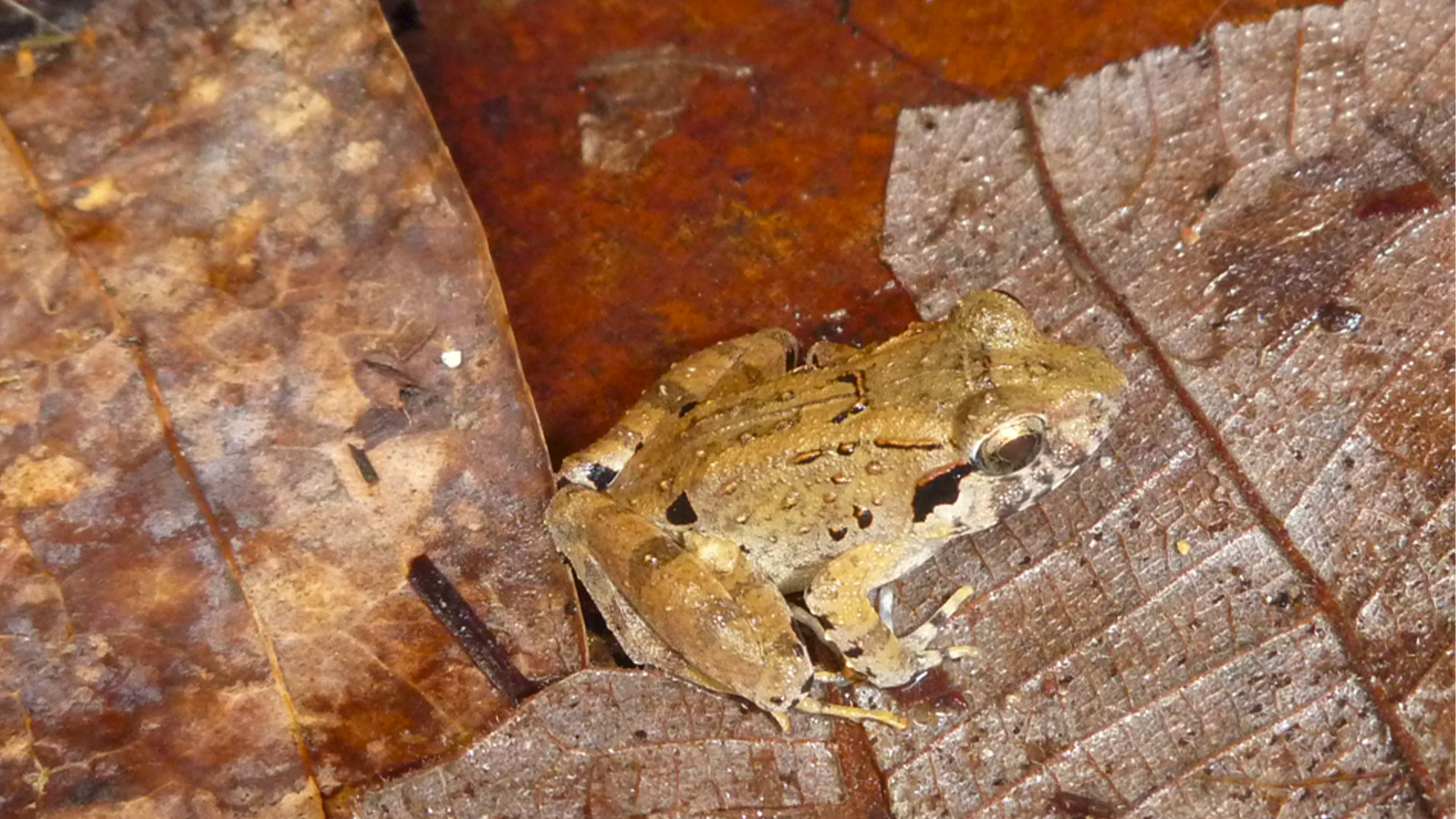 This tiny ‘leaf-nester’ is the smallest known fanged frog