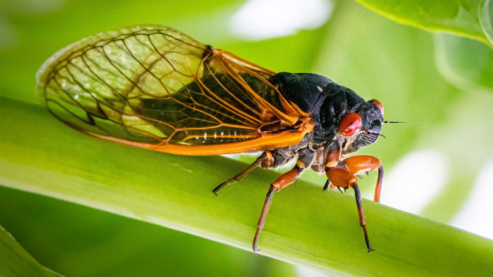 The Cicadapocalypse is nigh. 7 cicada facts to know before it hits.