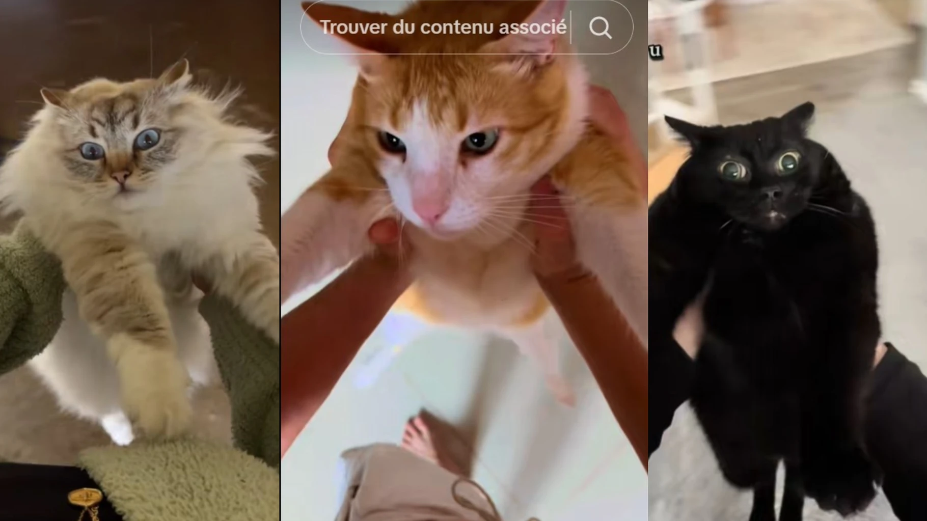   Le « Cat Spinning », cette tendance TikTok avec votre chat, n’est pas mignonne mais dangereuse, alerte un vétérinaire  
