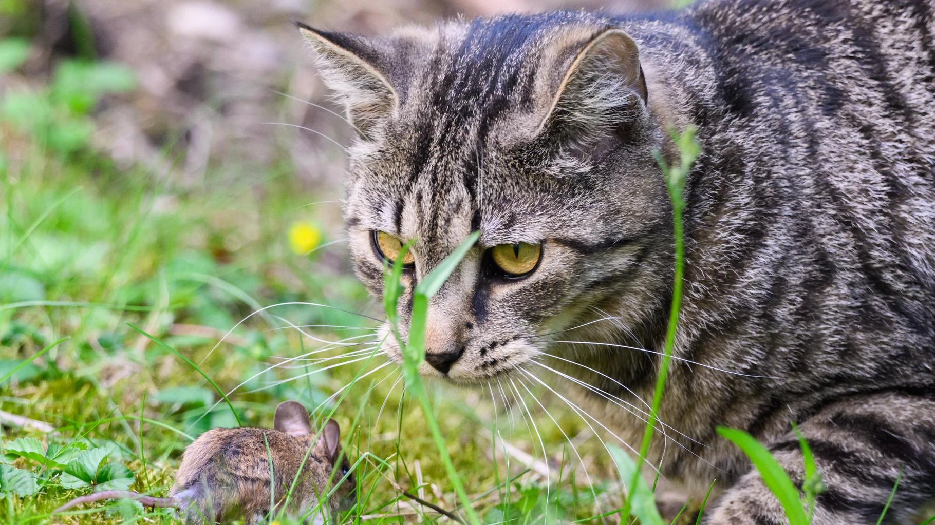   La SNCF fixe le retard maximum que peut prendre un train si votre chat ou votre chien s’enfuit sur les rails  
