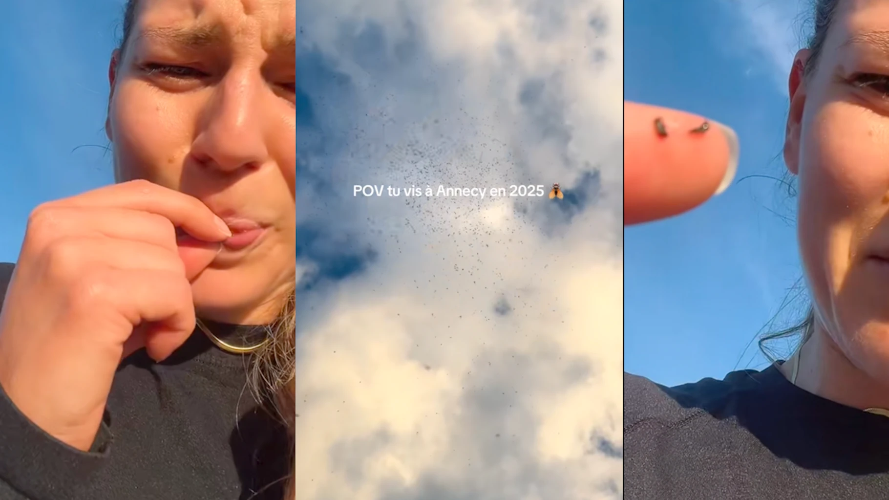   D’où viennent ces nuées de moucherons dont tout le monde se plaint ? On a posé la question à des experts en insectes  