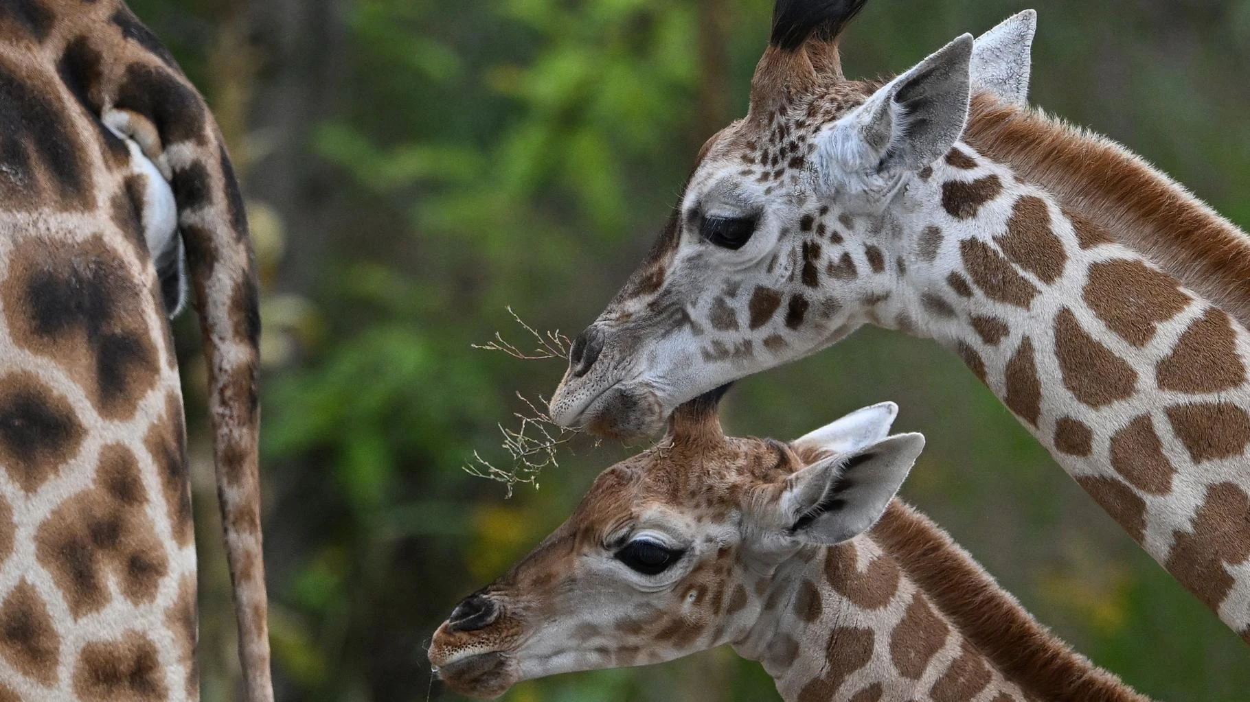   Les scientifiques ont tranché ce débat sur les girafes (avec une mauvaise nouvelle)  