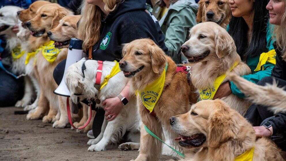 Golden retrievers meet up ahead of Boston Marathon